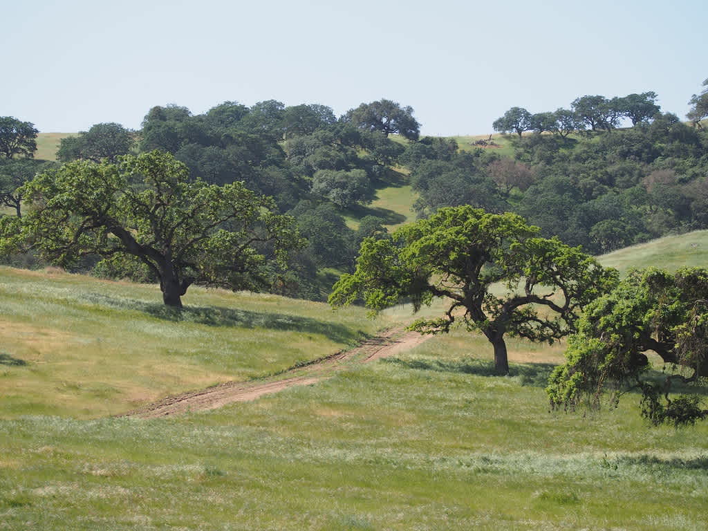 Pacheco State Park