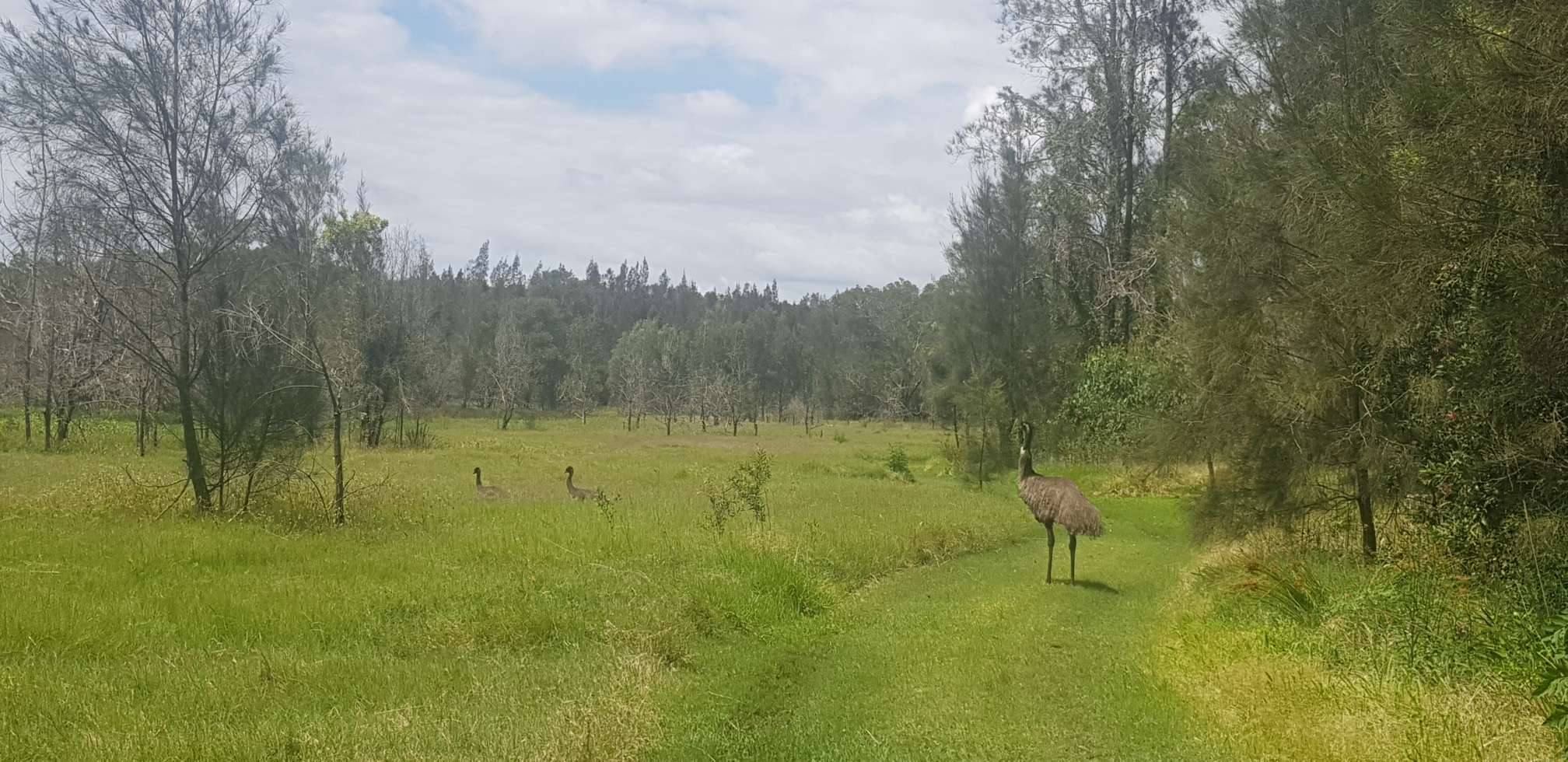 Endangered Coastal Emu, Daddy and his two chicks.