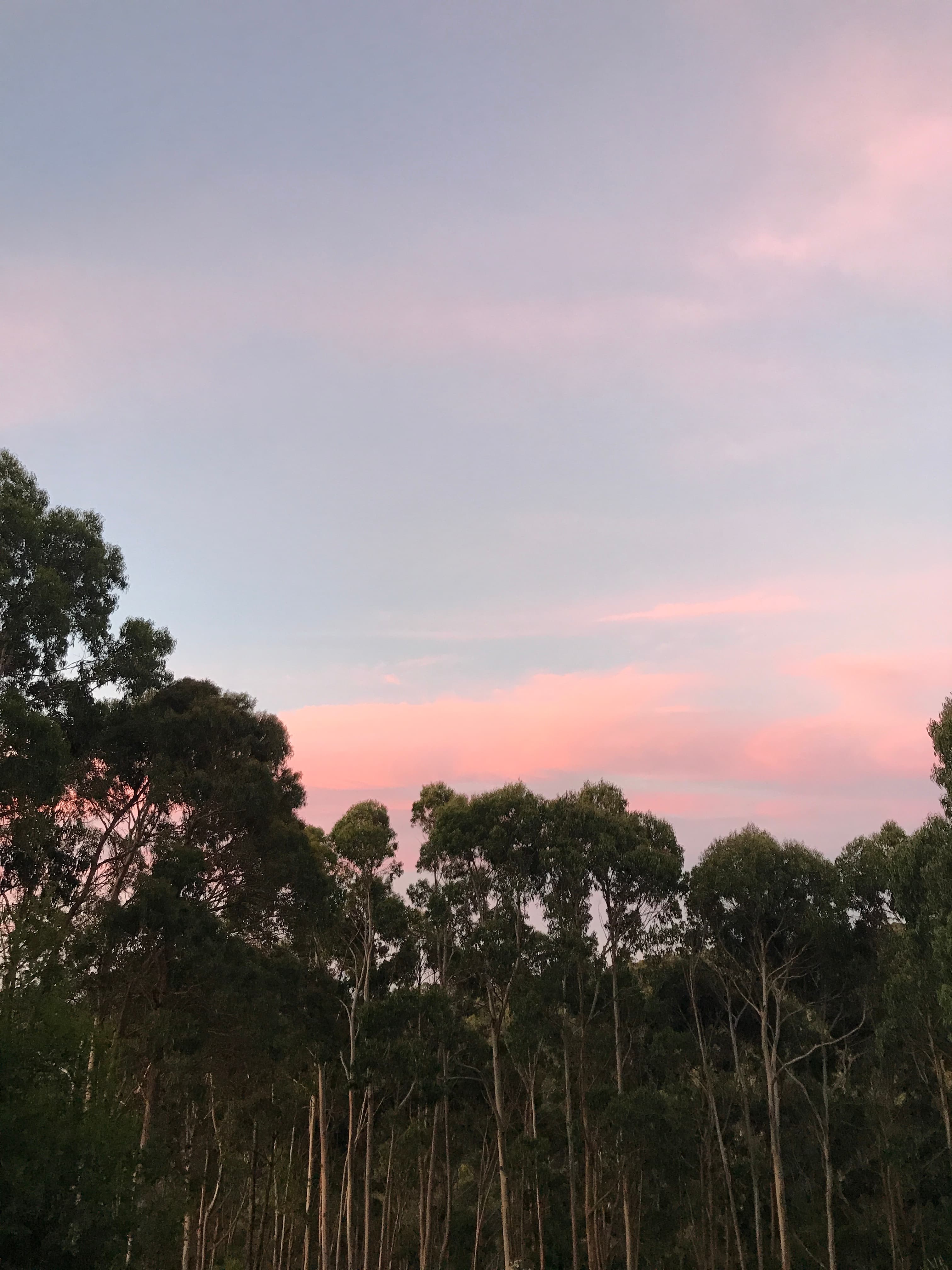Tall Trees Otways Camp