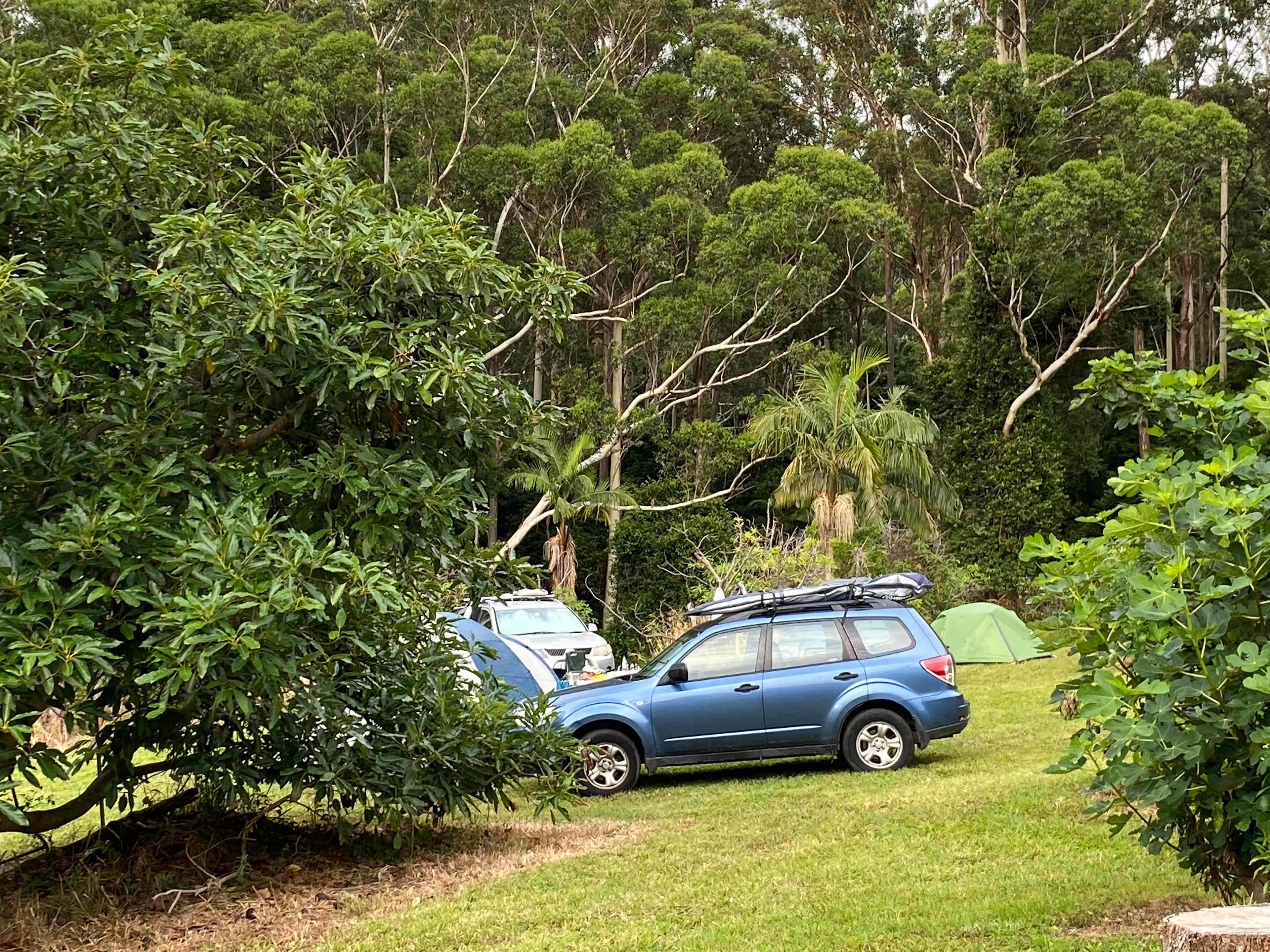 Camping at Fig Tree site - near avocado trees, fig trees and a nectarine tree.