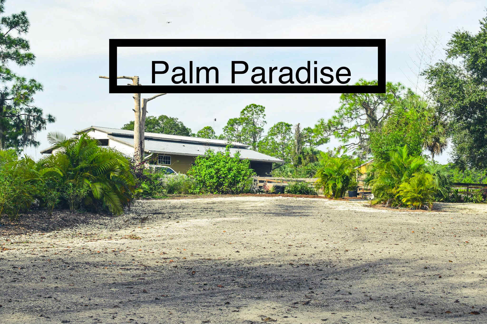 Eye level view looking at palm paradise site. 