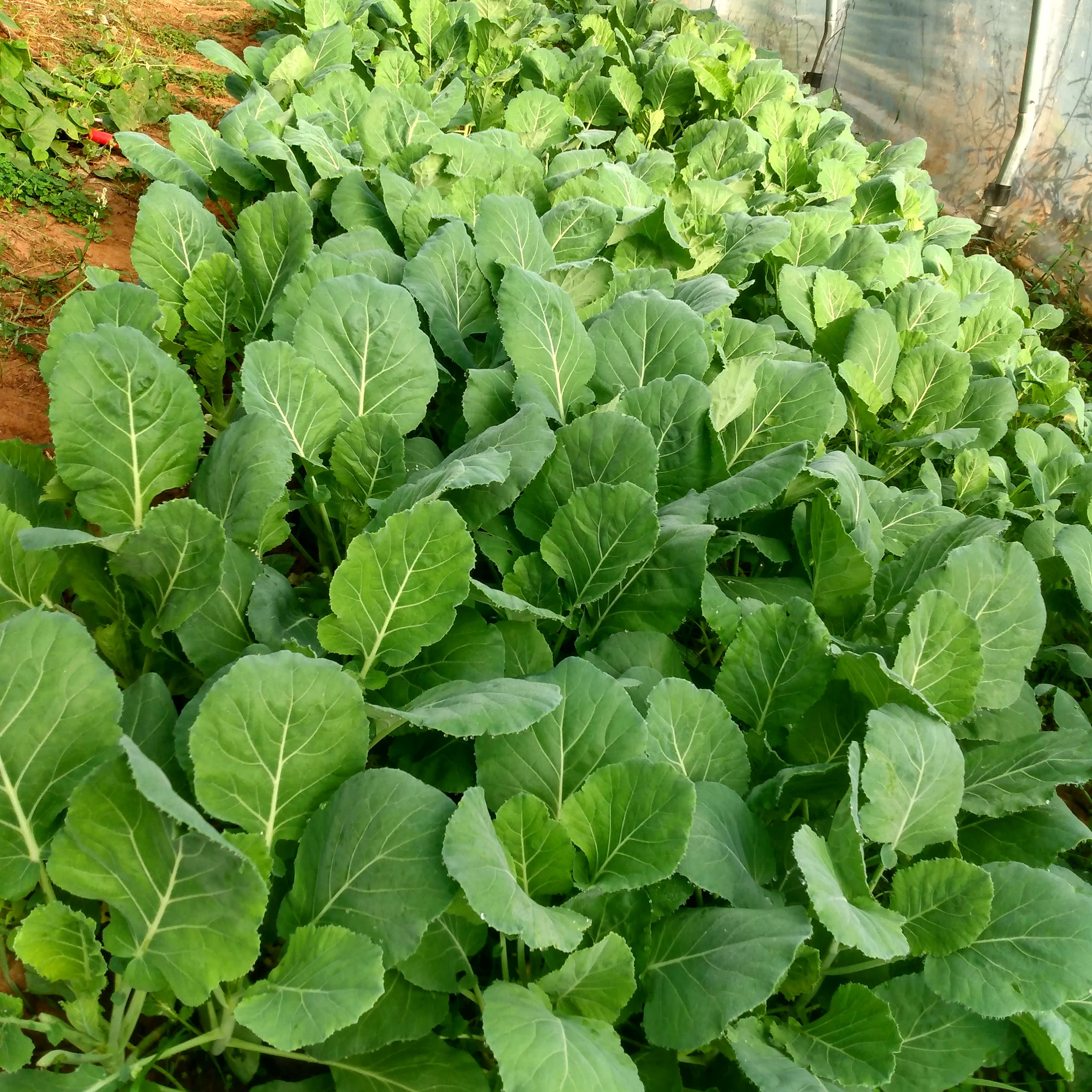 Solomon's Garden