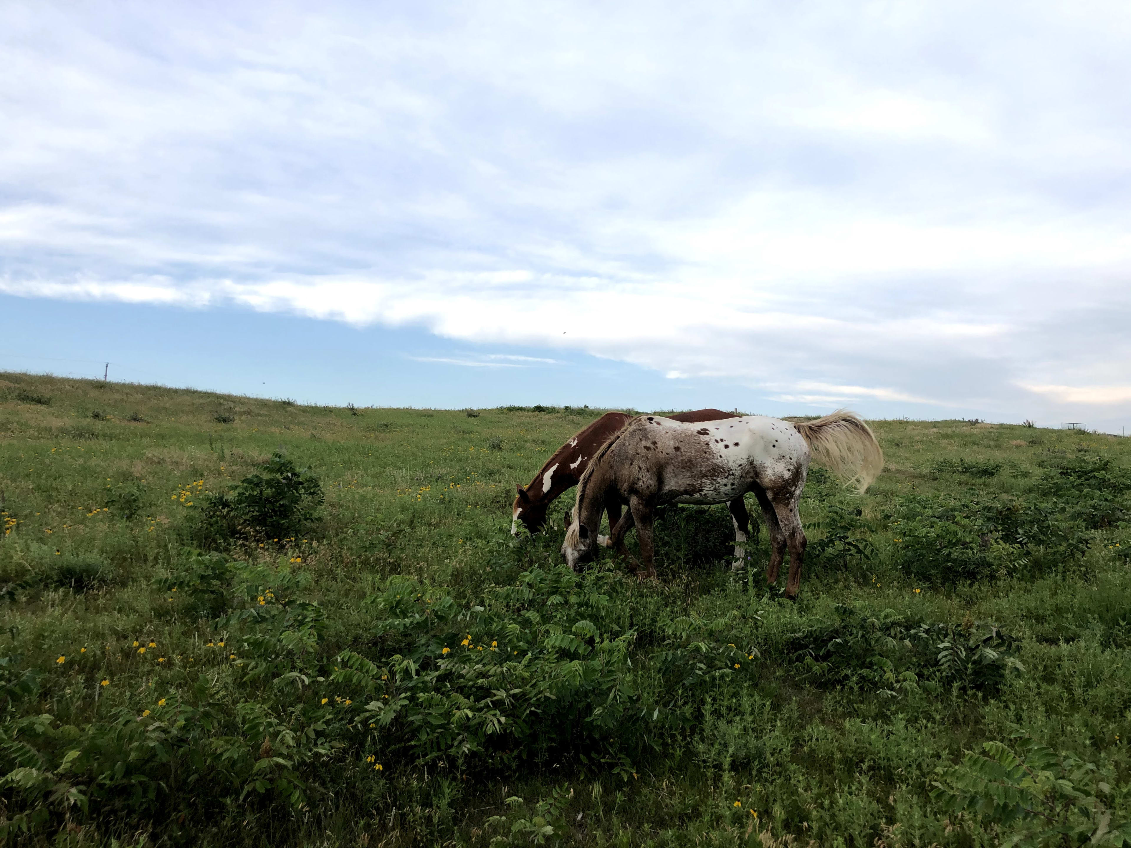 We have 10 acres of prairie land available for camping, you might even run into some of our horses and other wild life