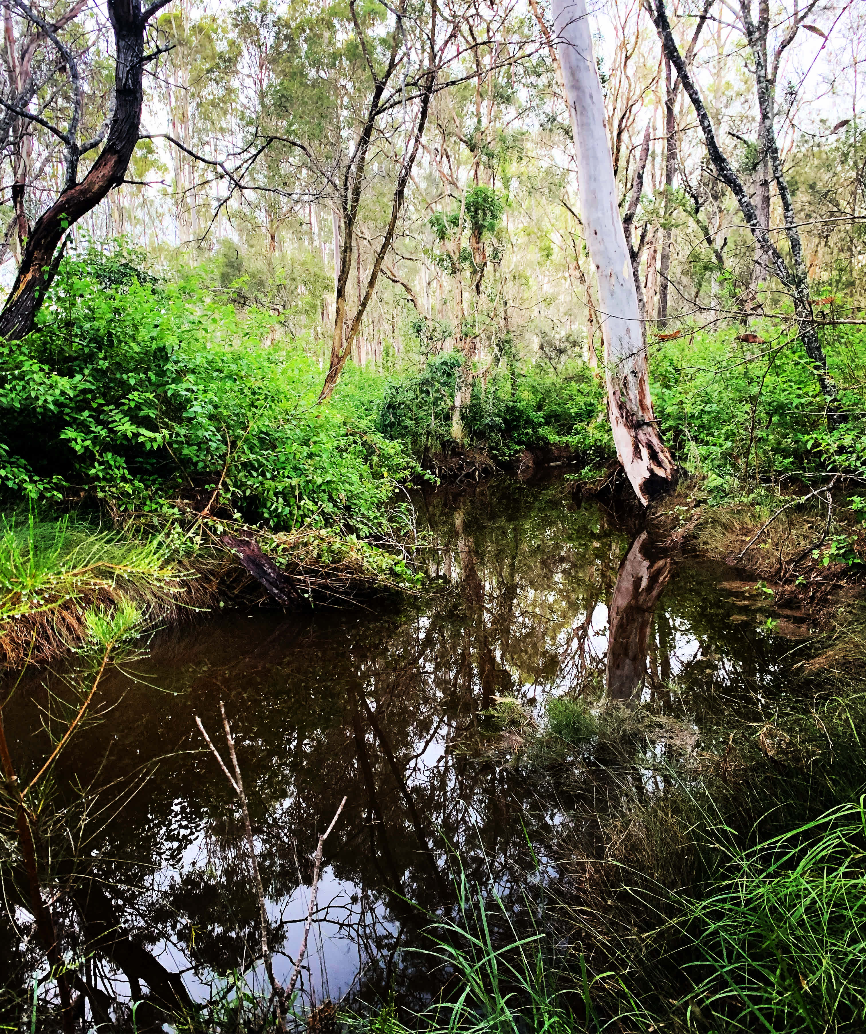 The river is a short stroll from the campsites. We have seen turtles and caught yabbys. 
