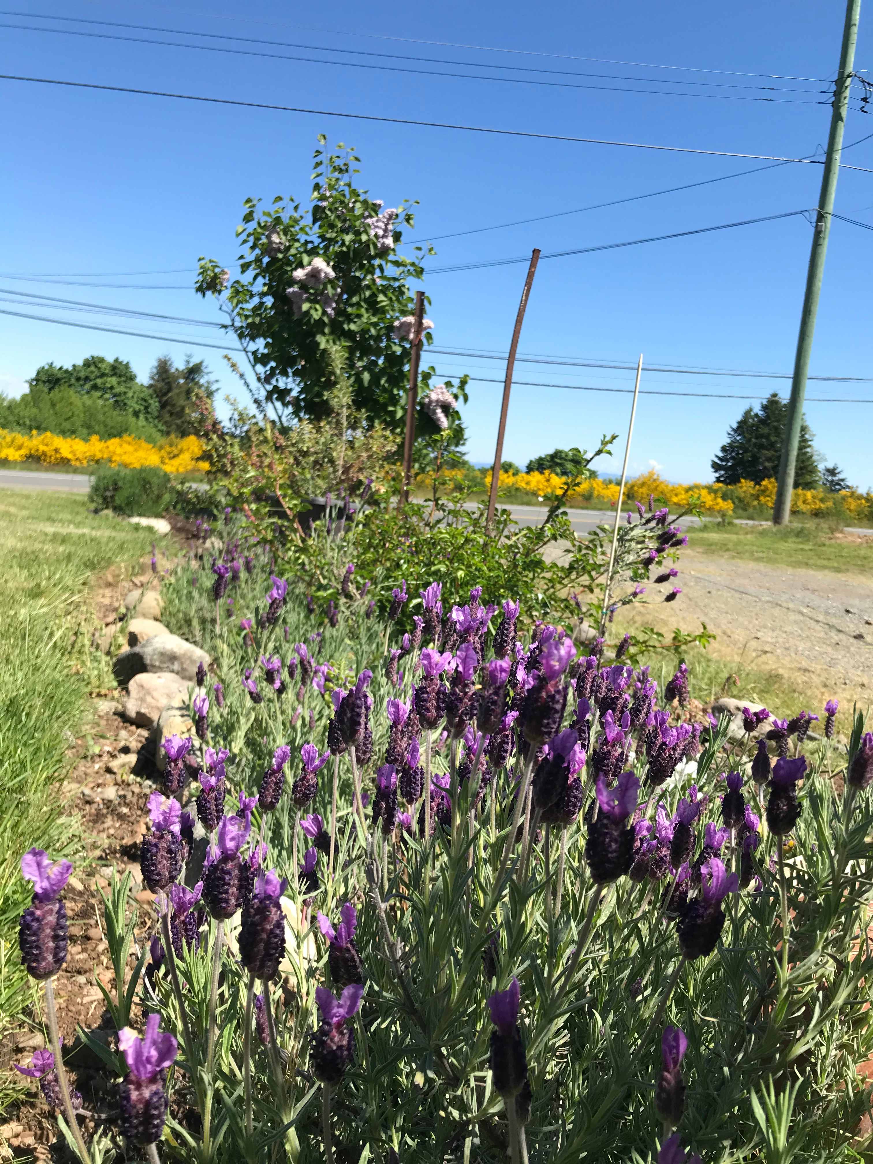 Lovely Lavender lining our driveway