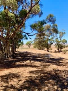 Dry Creek Gums
