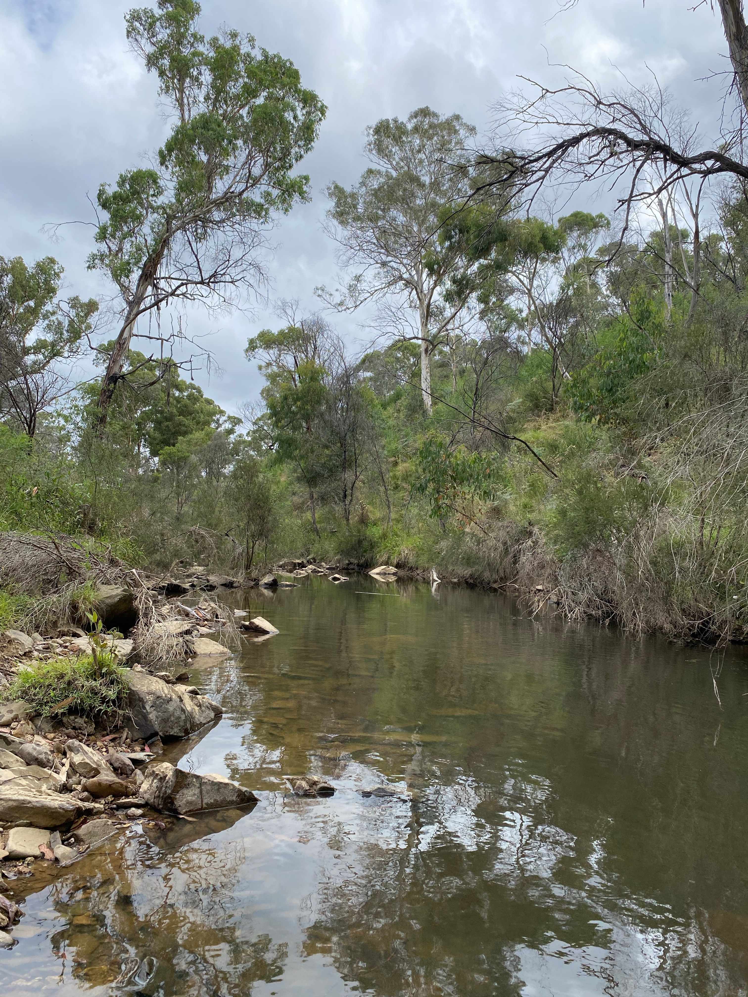 Ningee Nimbell creek Nature Camp