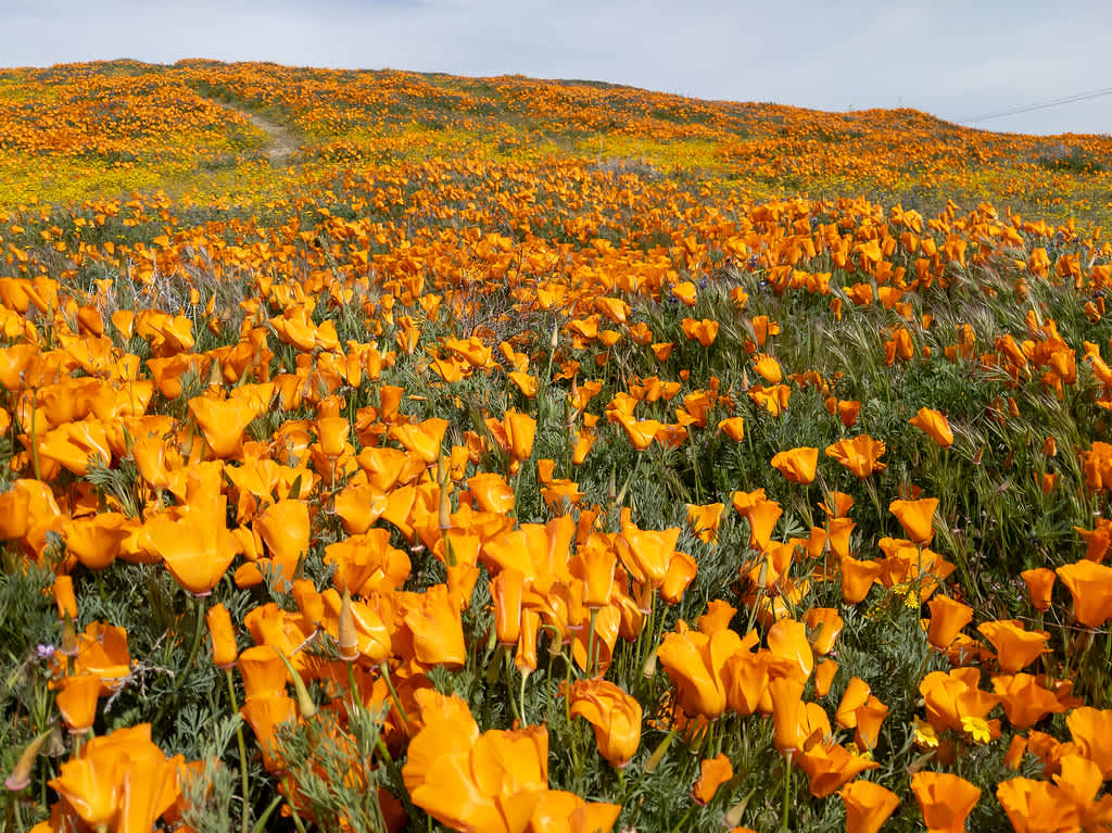 Antelope Valley California Poppy Reserve State Natural Reserve