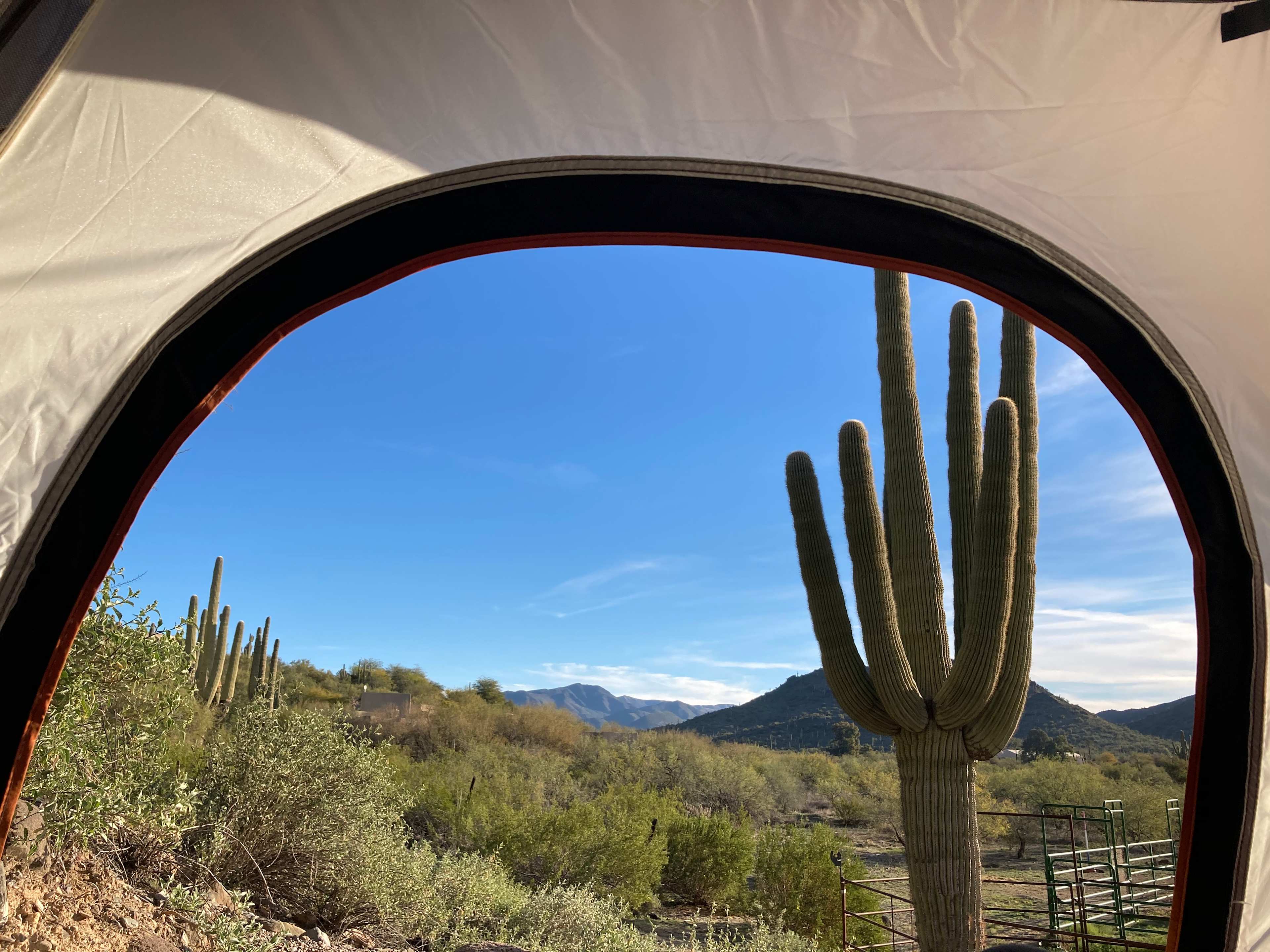 Morning view from tent of beautiful Sonoran desert