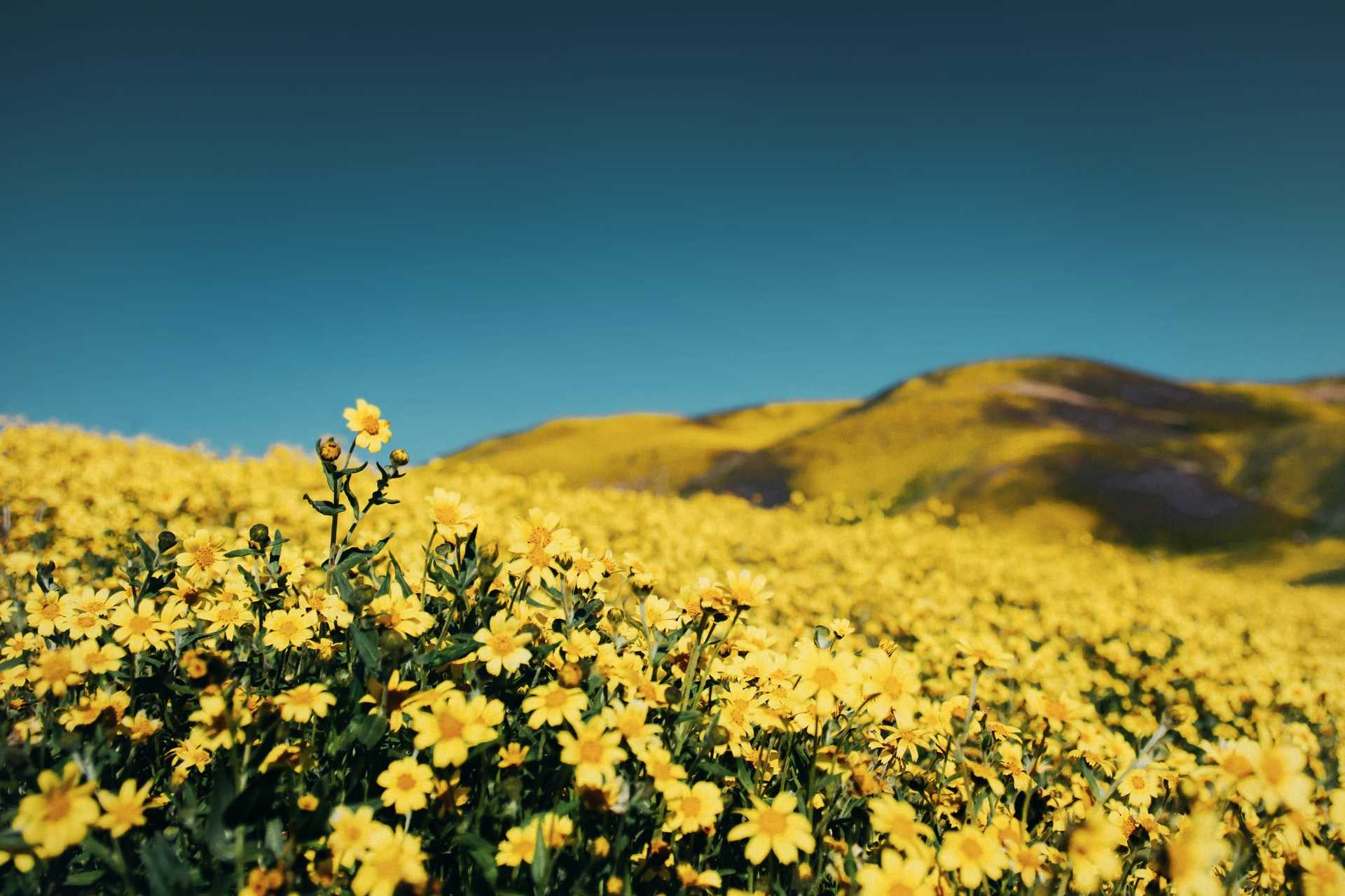 Carrizo Plain National Monument