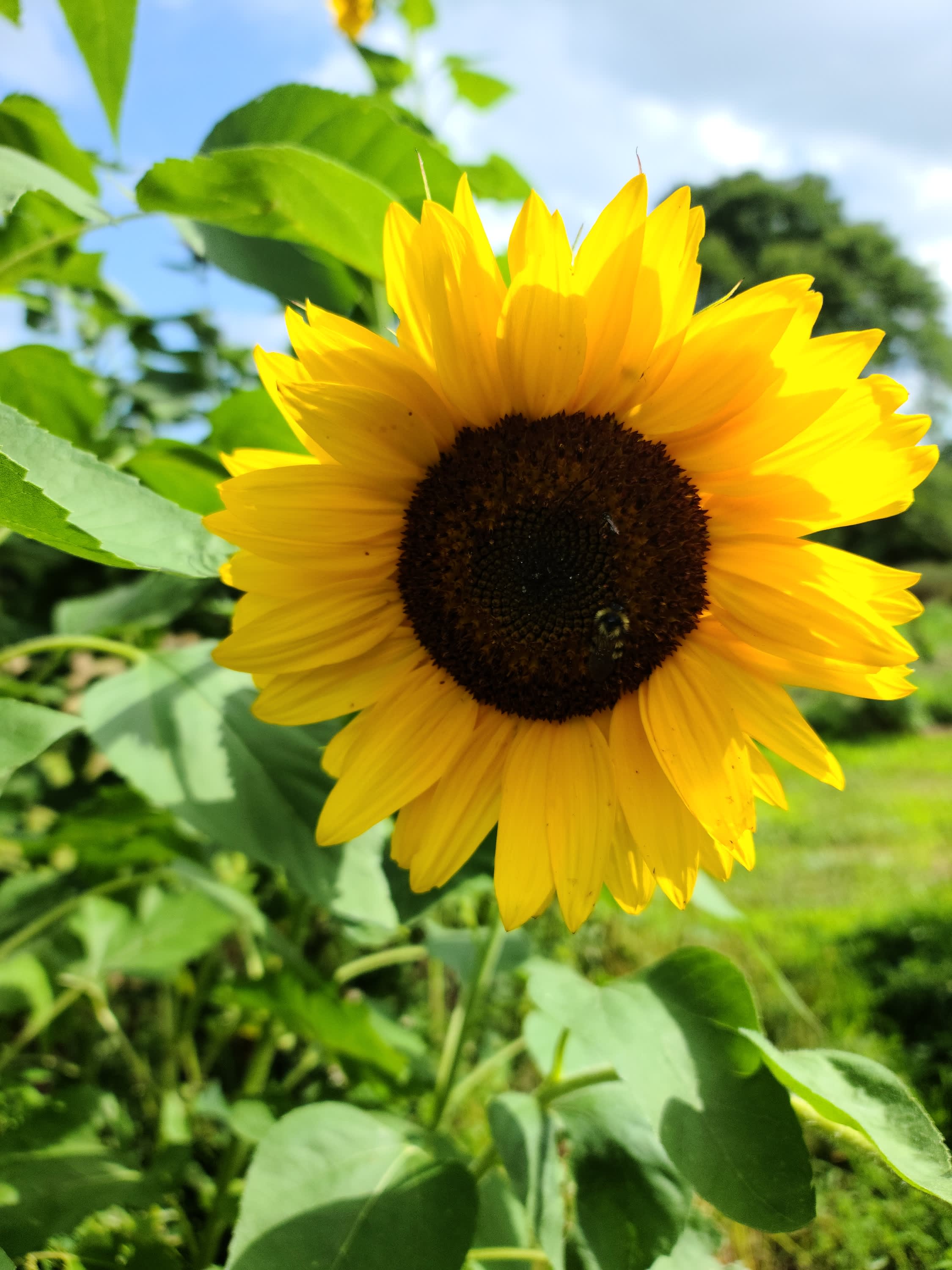 Pick your own sunflowers