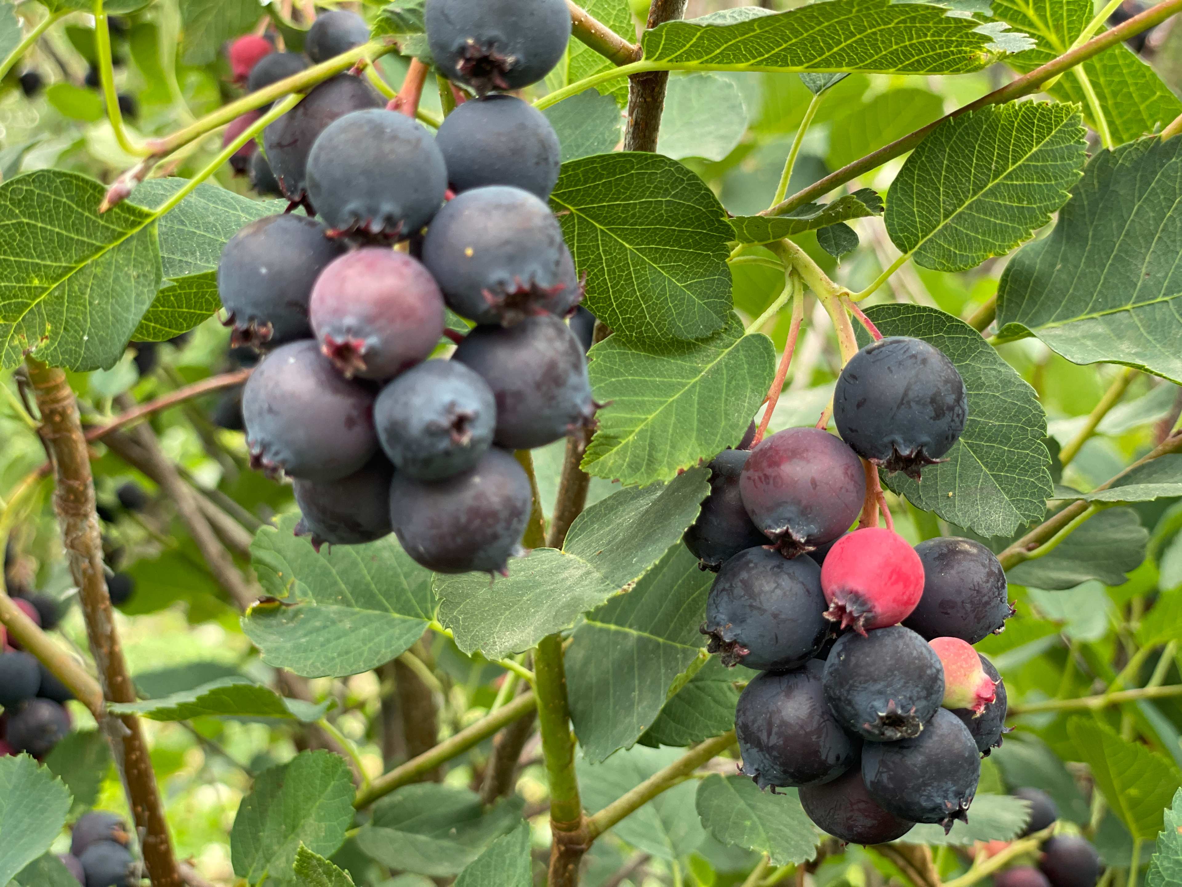 Saskatoon Fruit ripe the last 2 weeks in July!
