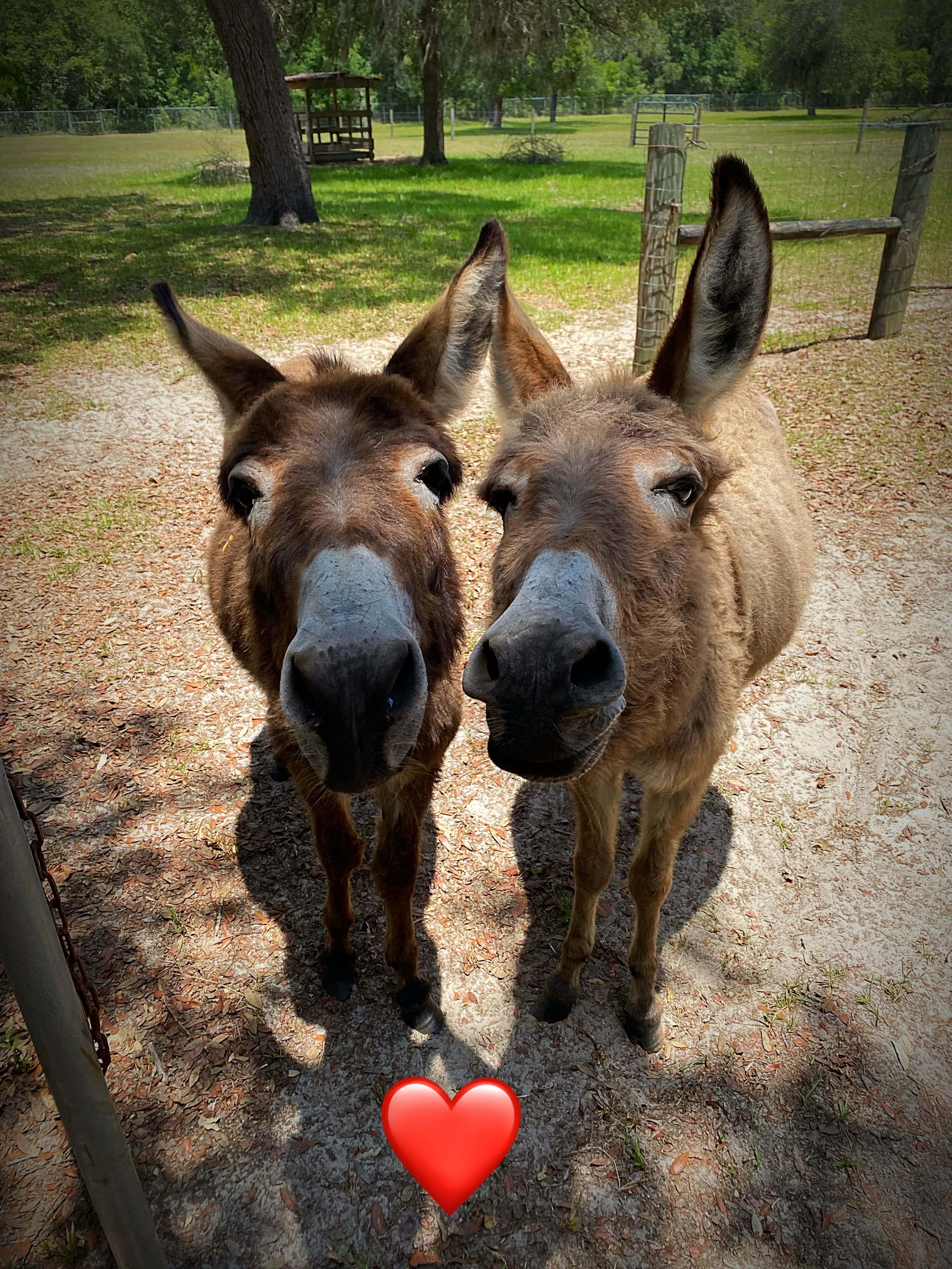 Fiona and Jane our miniature donkeys saying Hello