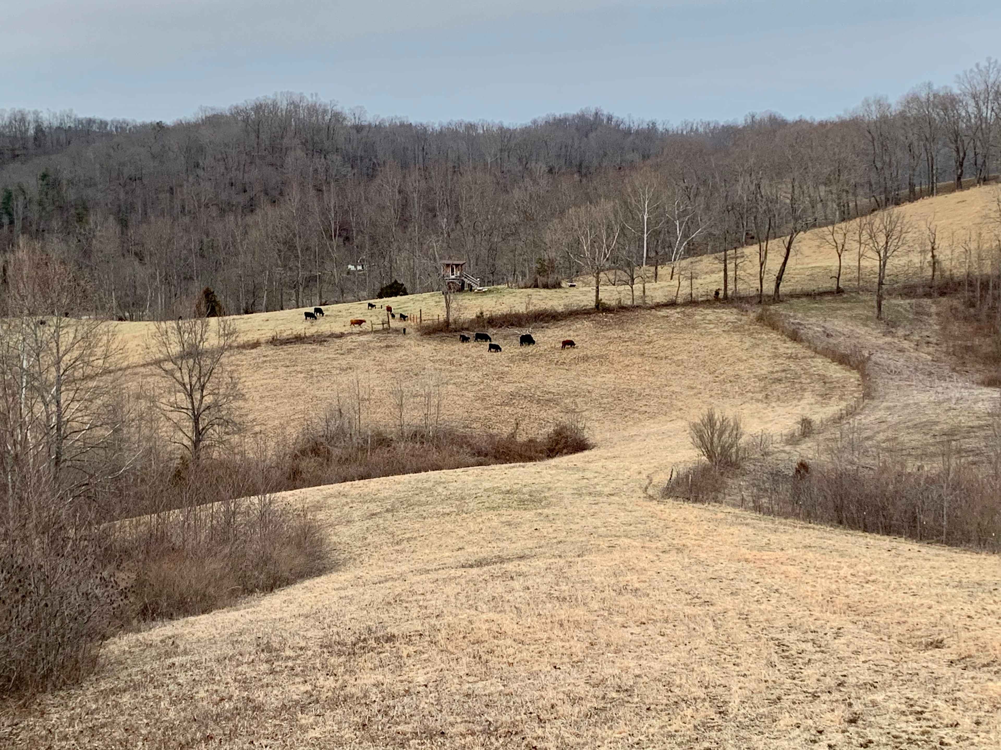 Big Laurel Ranch
