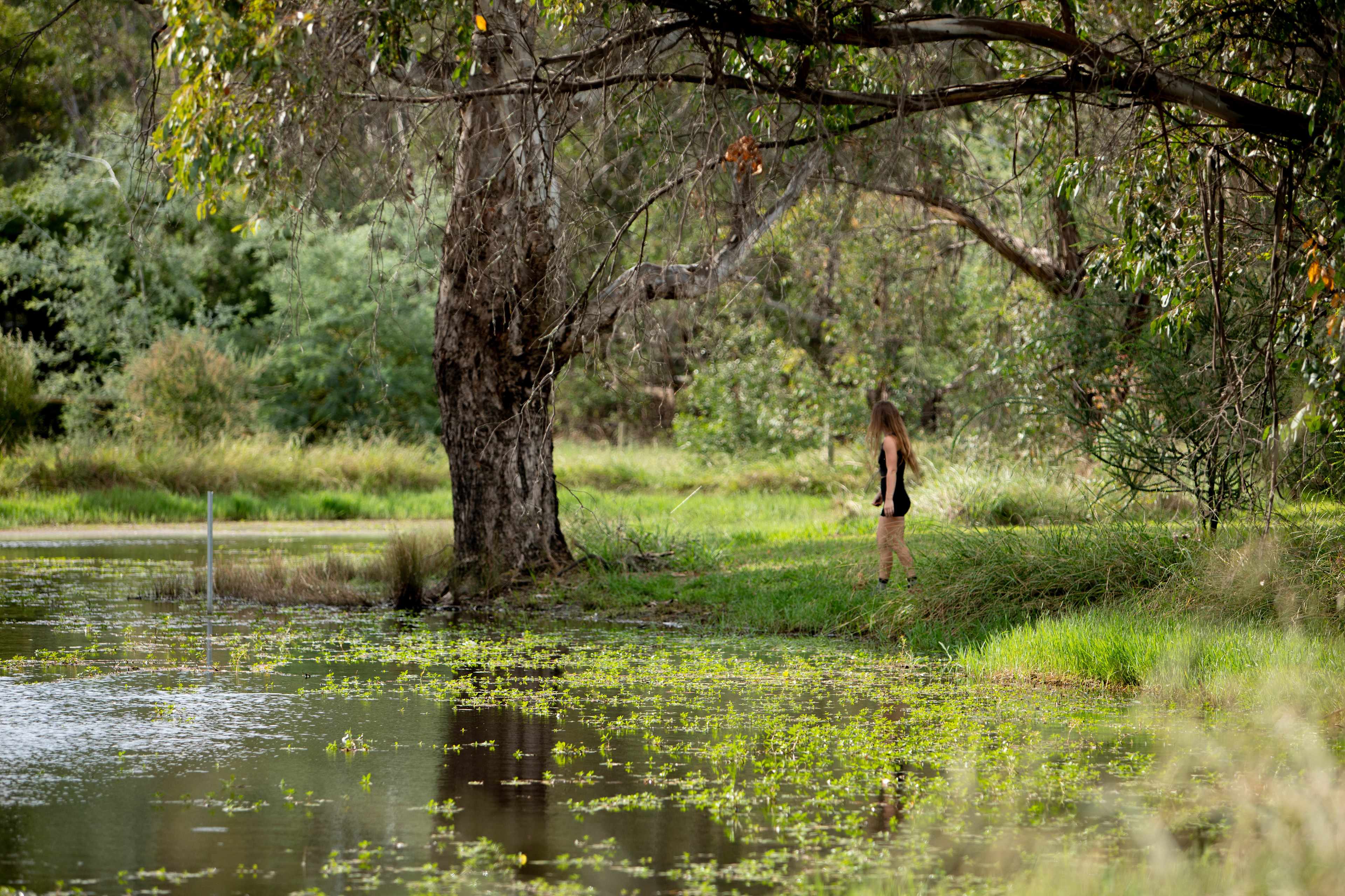Wandering the banks of the dam, waiting for the ducks to come back. 
