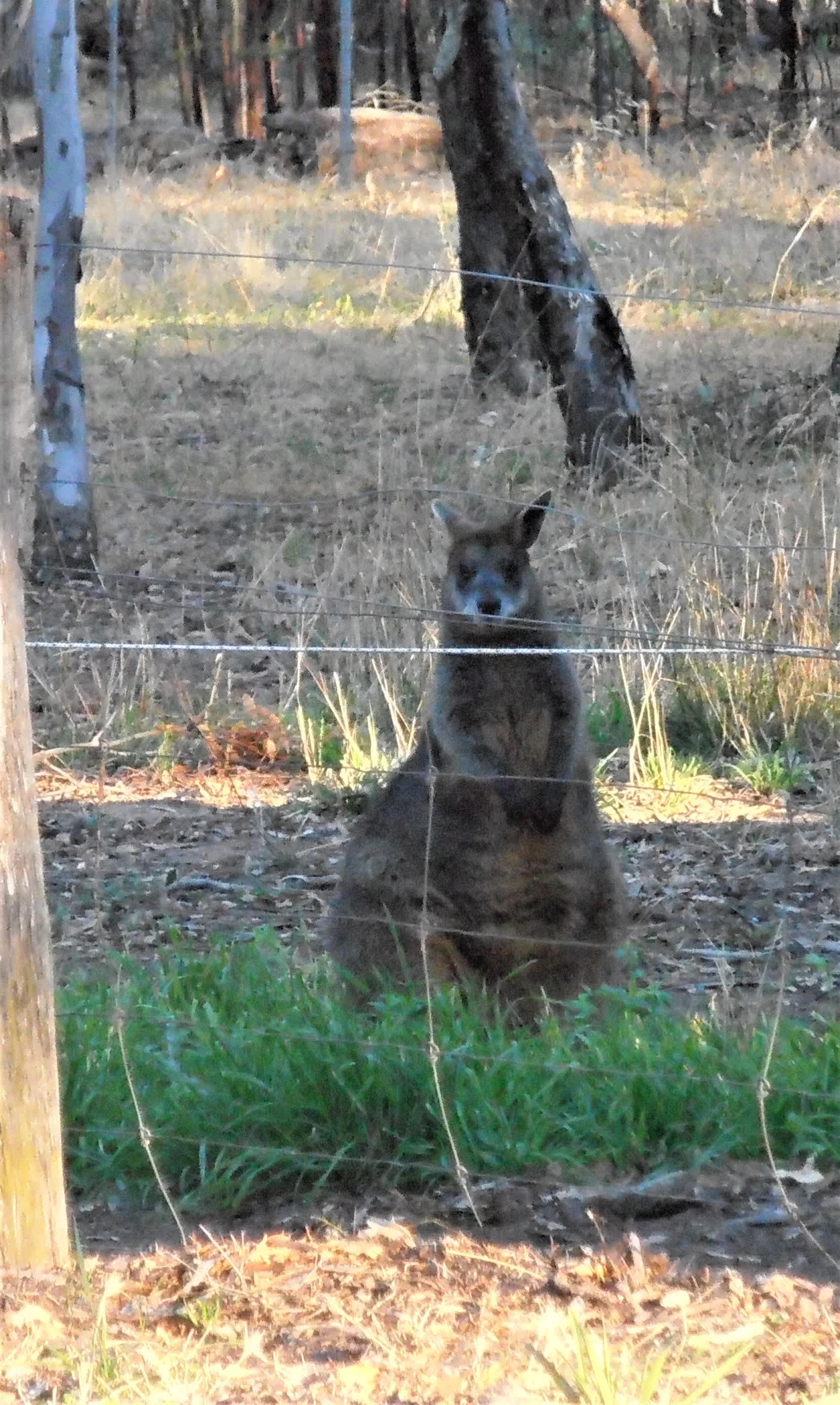Greg the elderly resident Wallaby