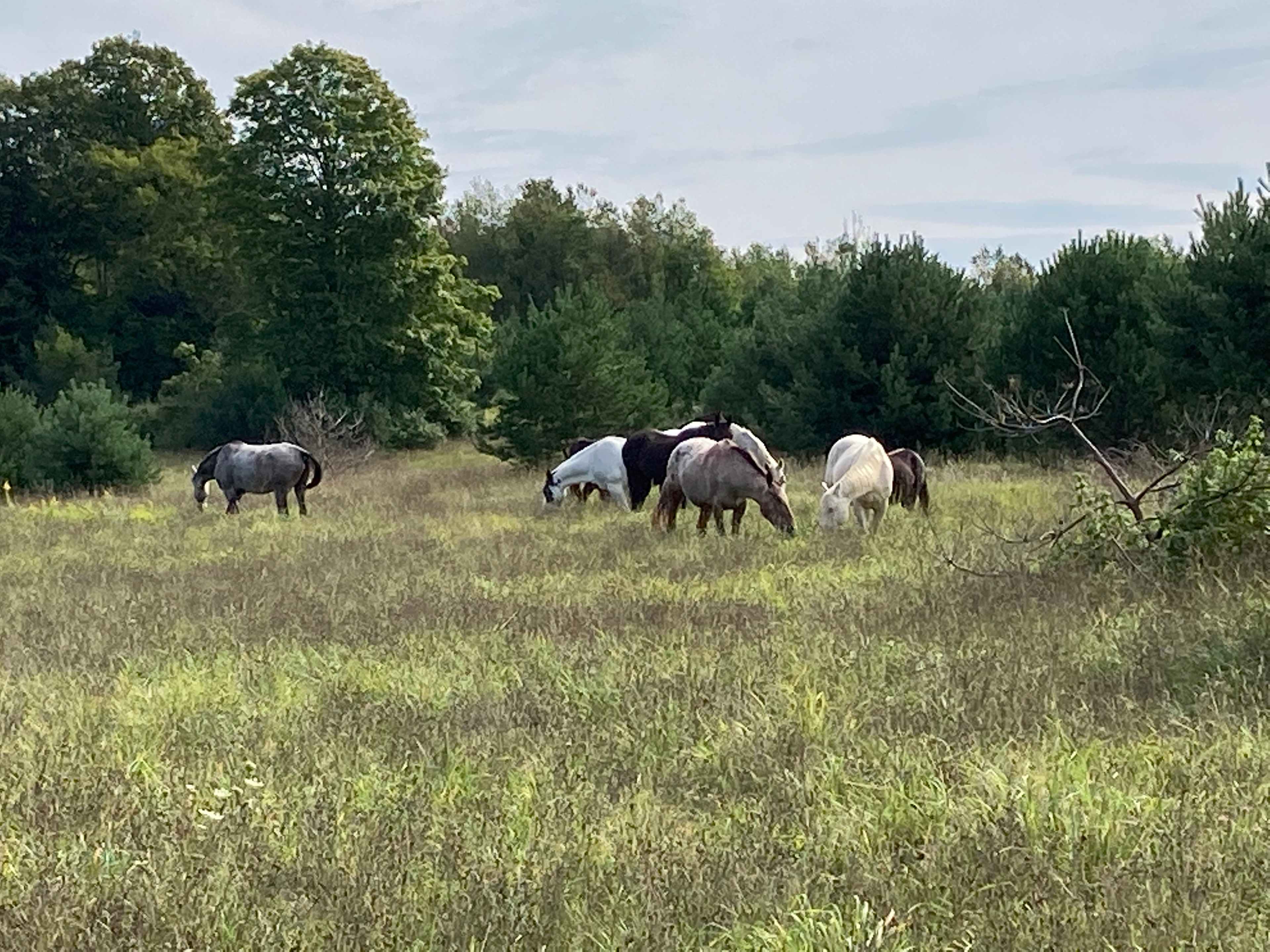 Wild Horse Empire