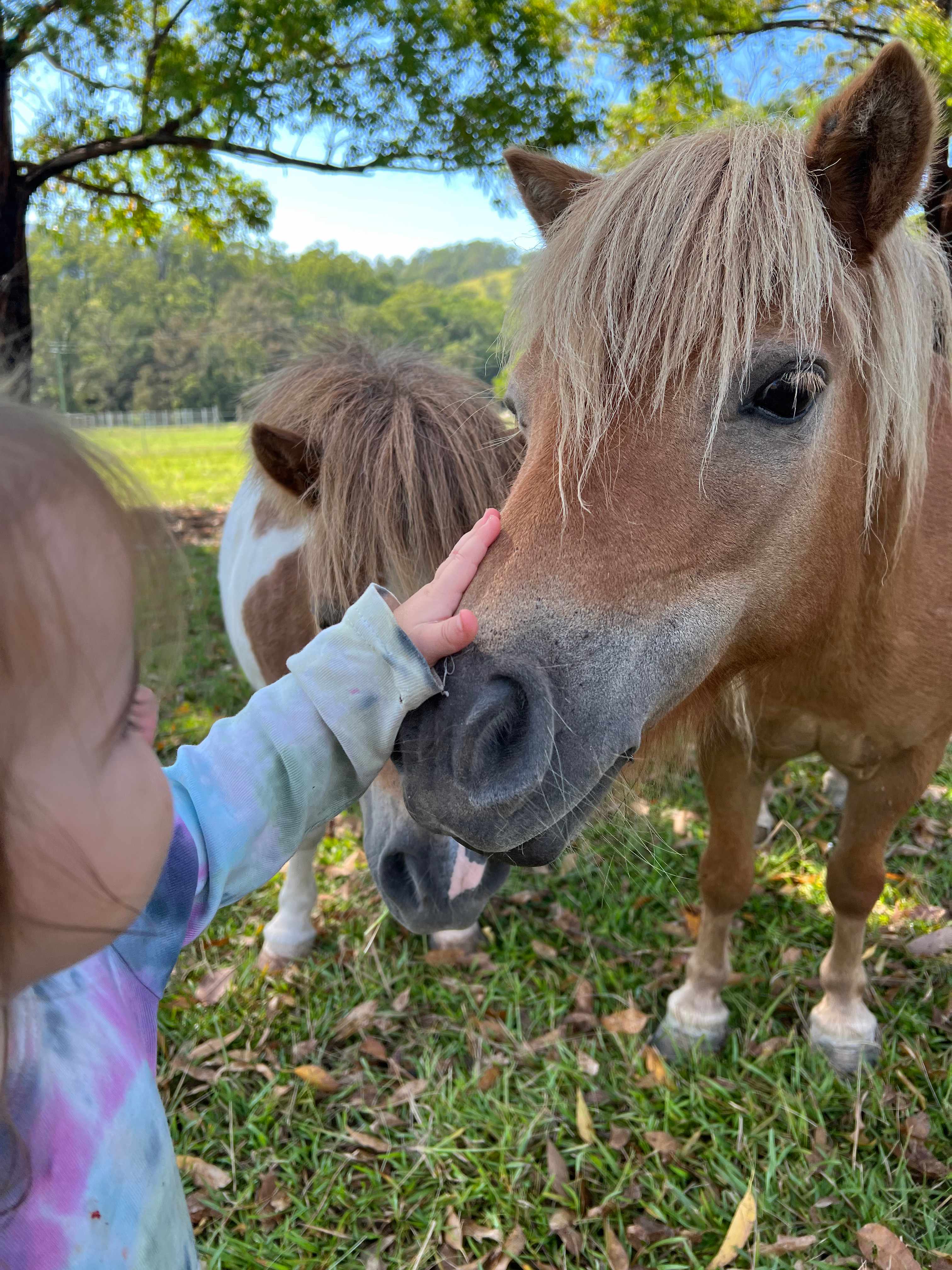 Altamira Along Bakers Creek