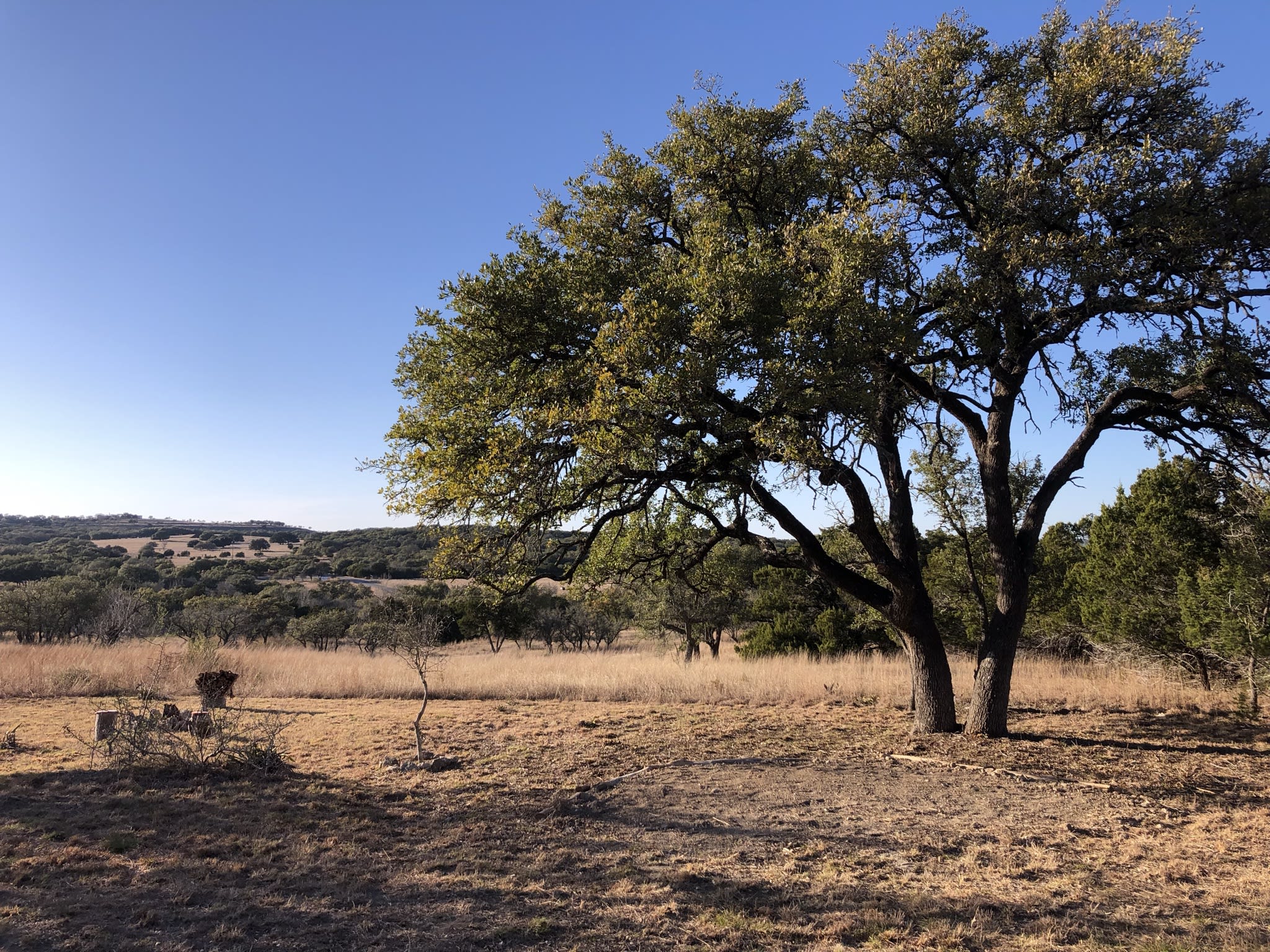 Tent pad under the mature Live Oak with gorgeous views of the creek valley beyond
