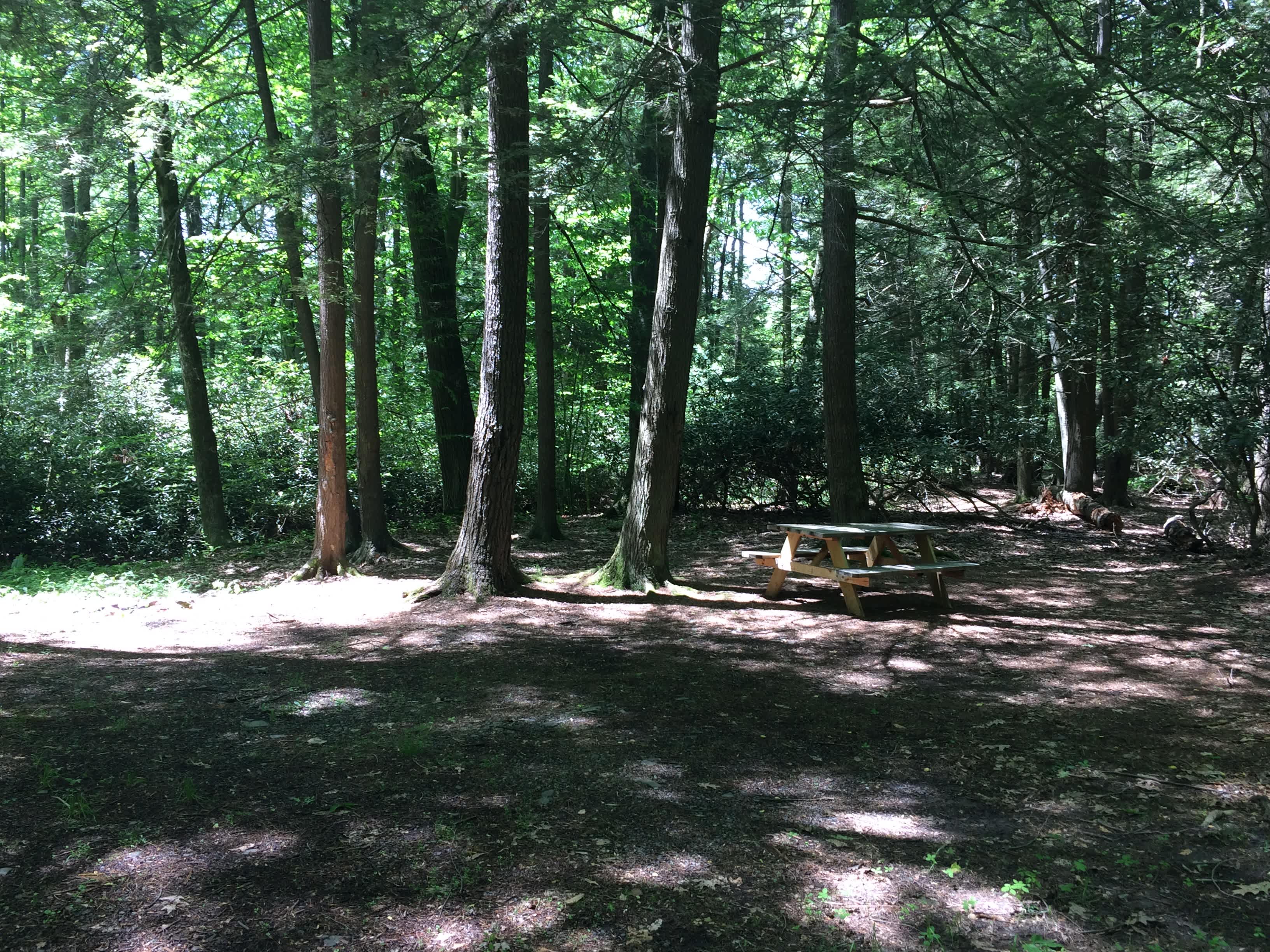 Site 17: Large shaded site in the trees at the back of the property. Great for hammocks, tents, or rooftop tents. Joined with site 18. Often booked with site 18 for large groups.