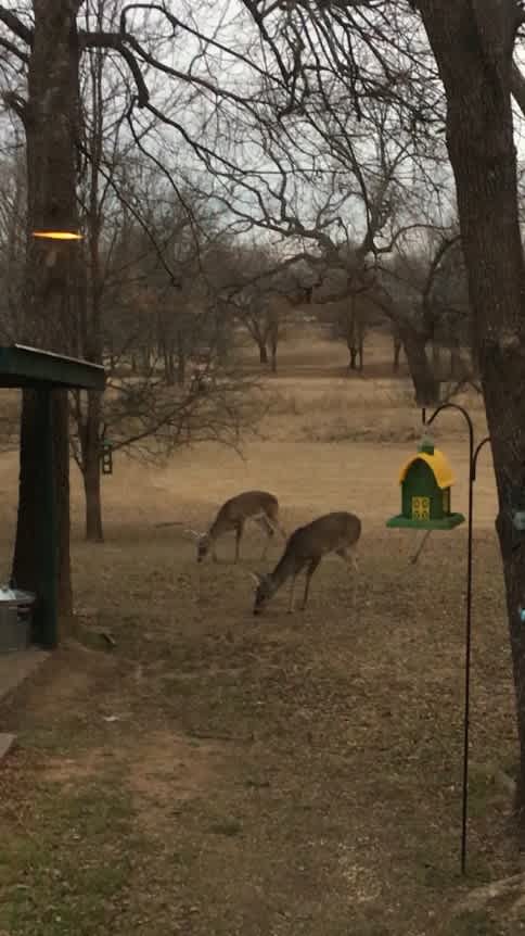 If you bring deer corn and lay it out the deer will eat at your campsite. We only allow deer corn to be fed to the deer