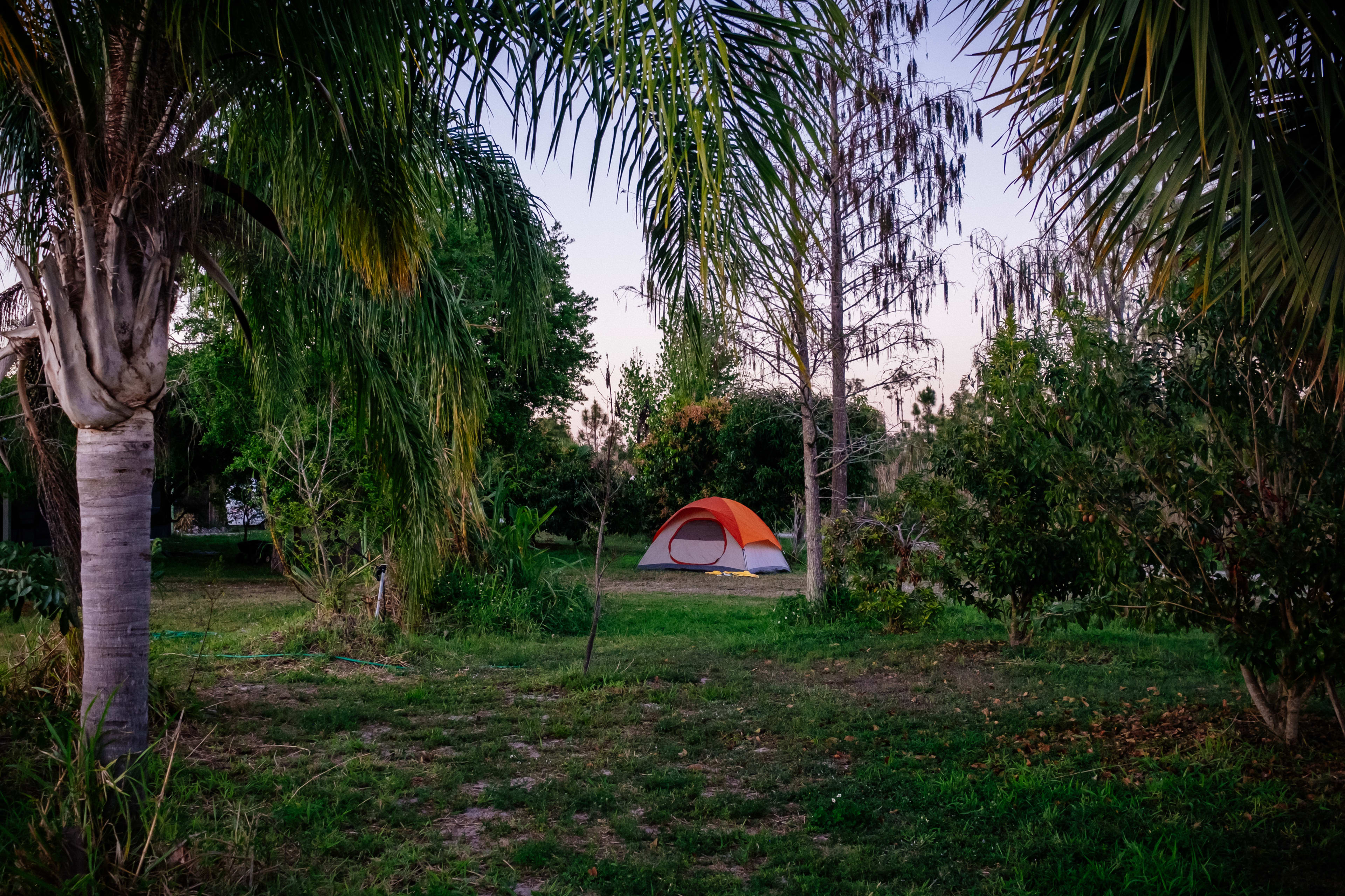 Camping in the fruit trees
