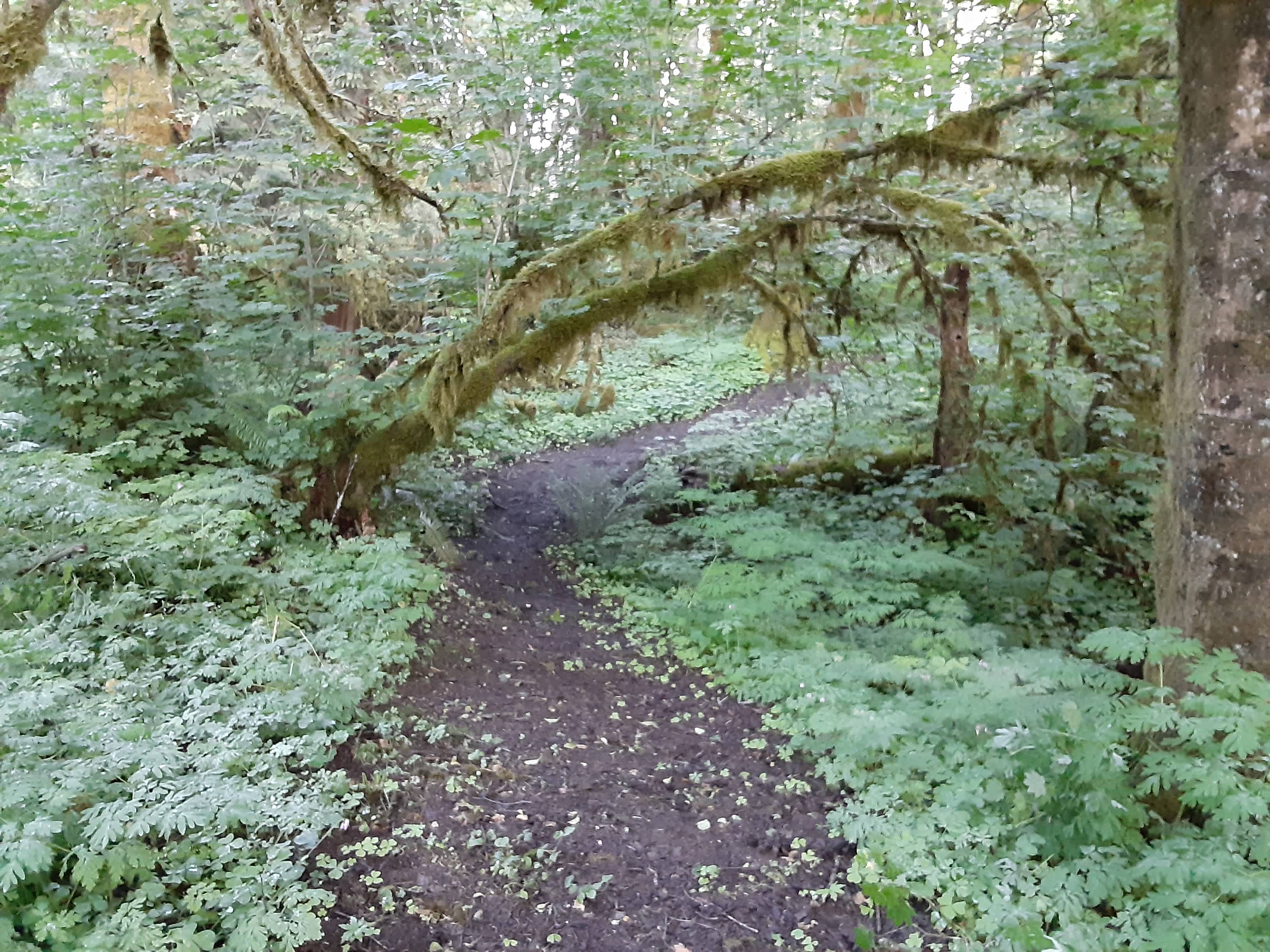 Trail system
