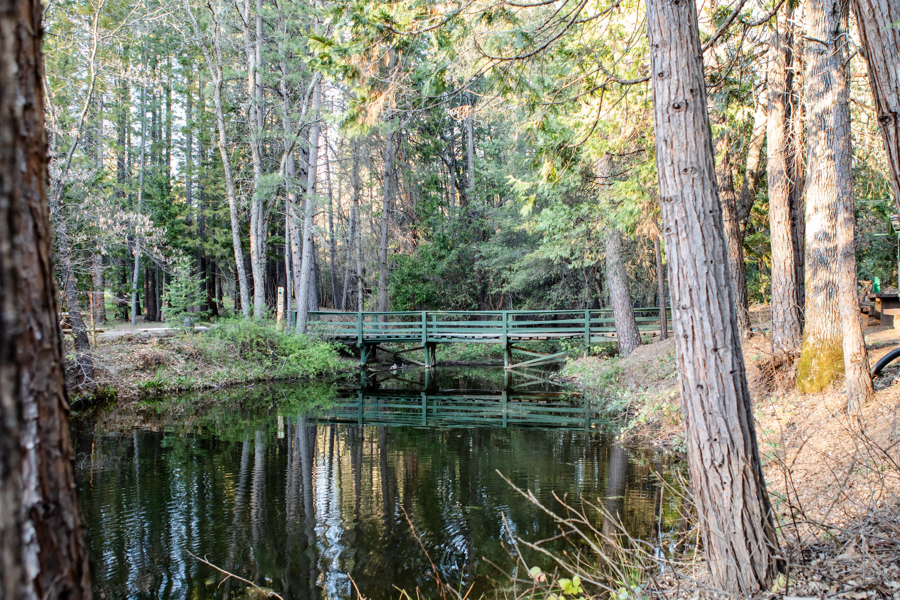 Camp Treefeathers