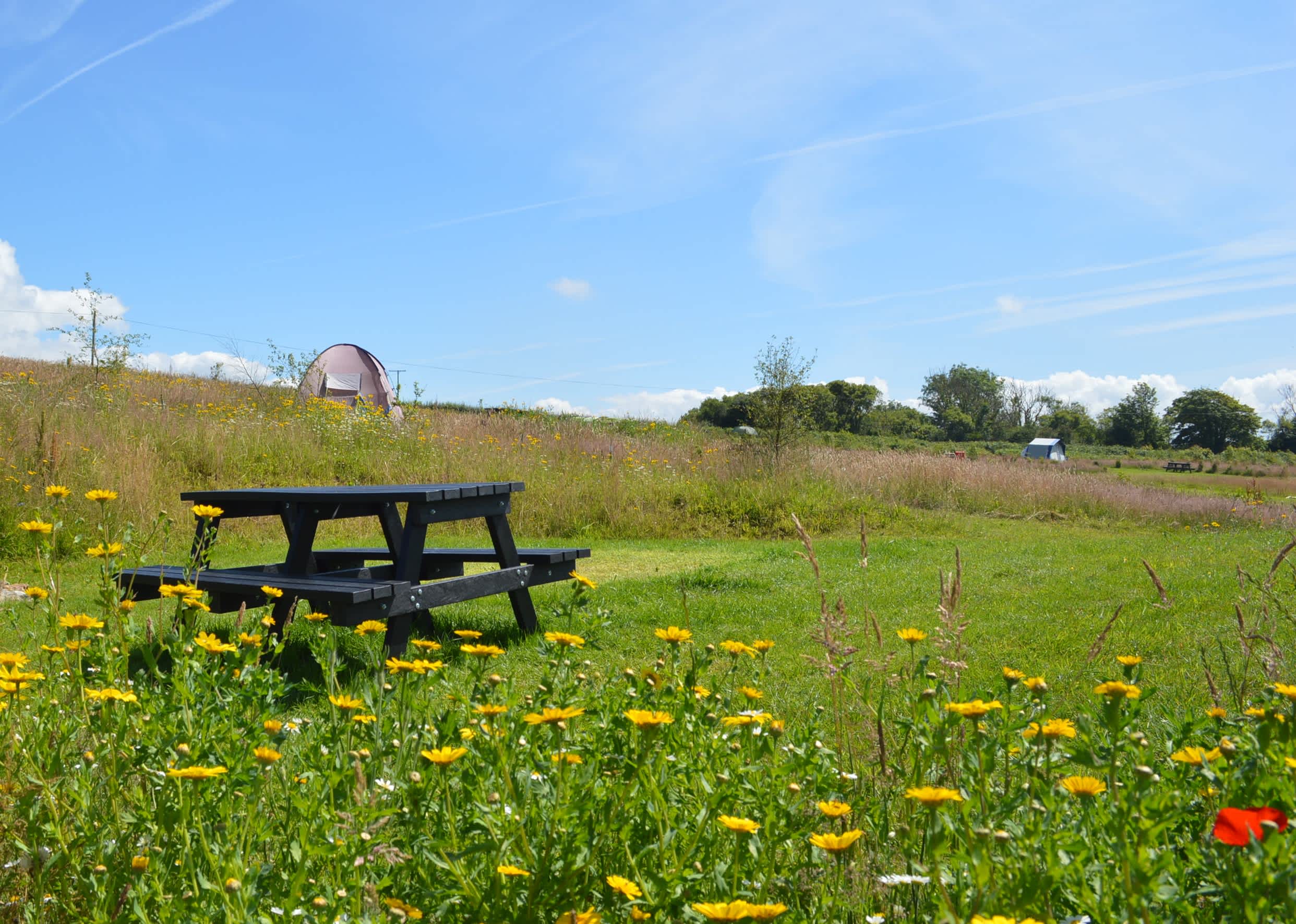 Preseli Glamping woodland camping