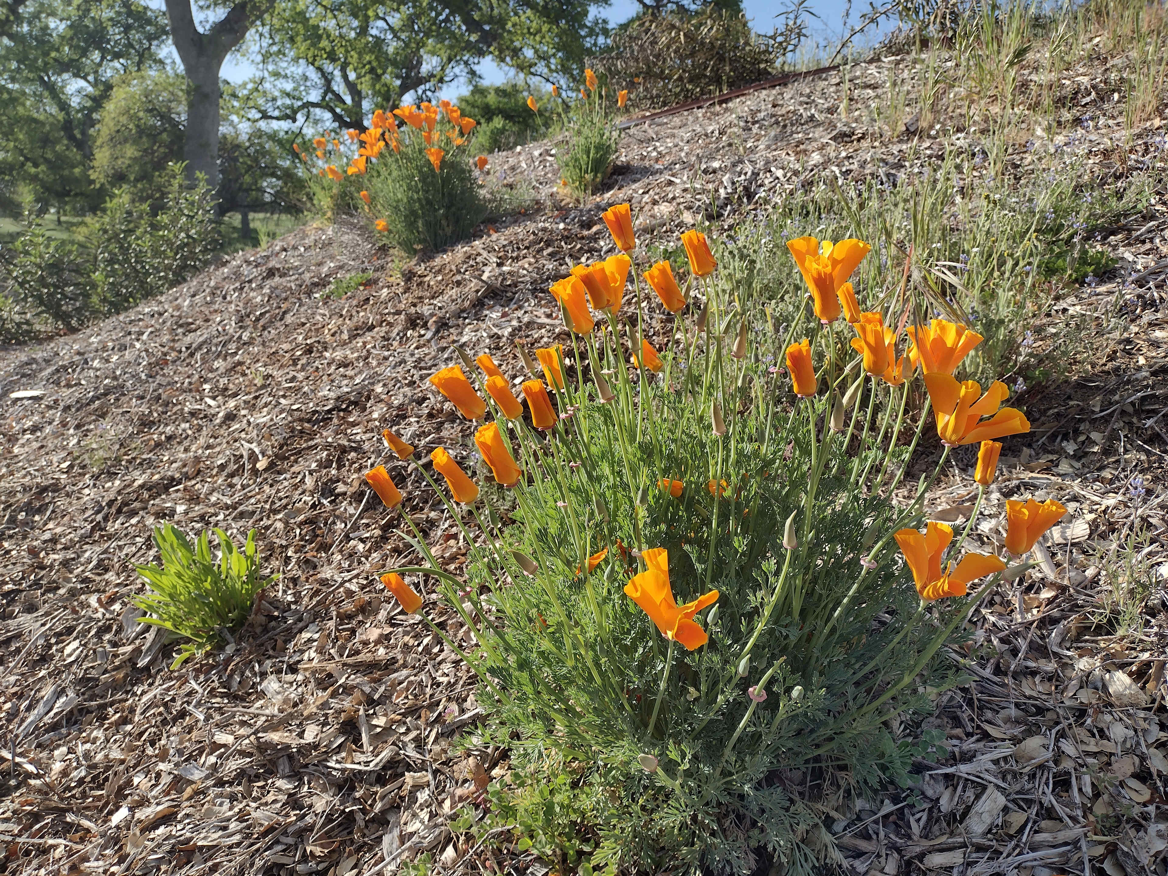 Wildflowers bloom from late winter through early summer.