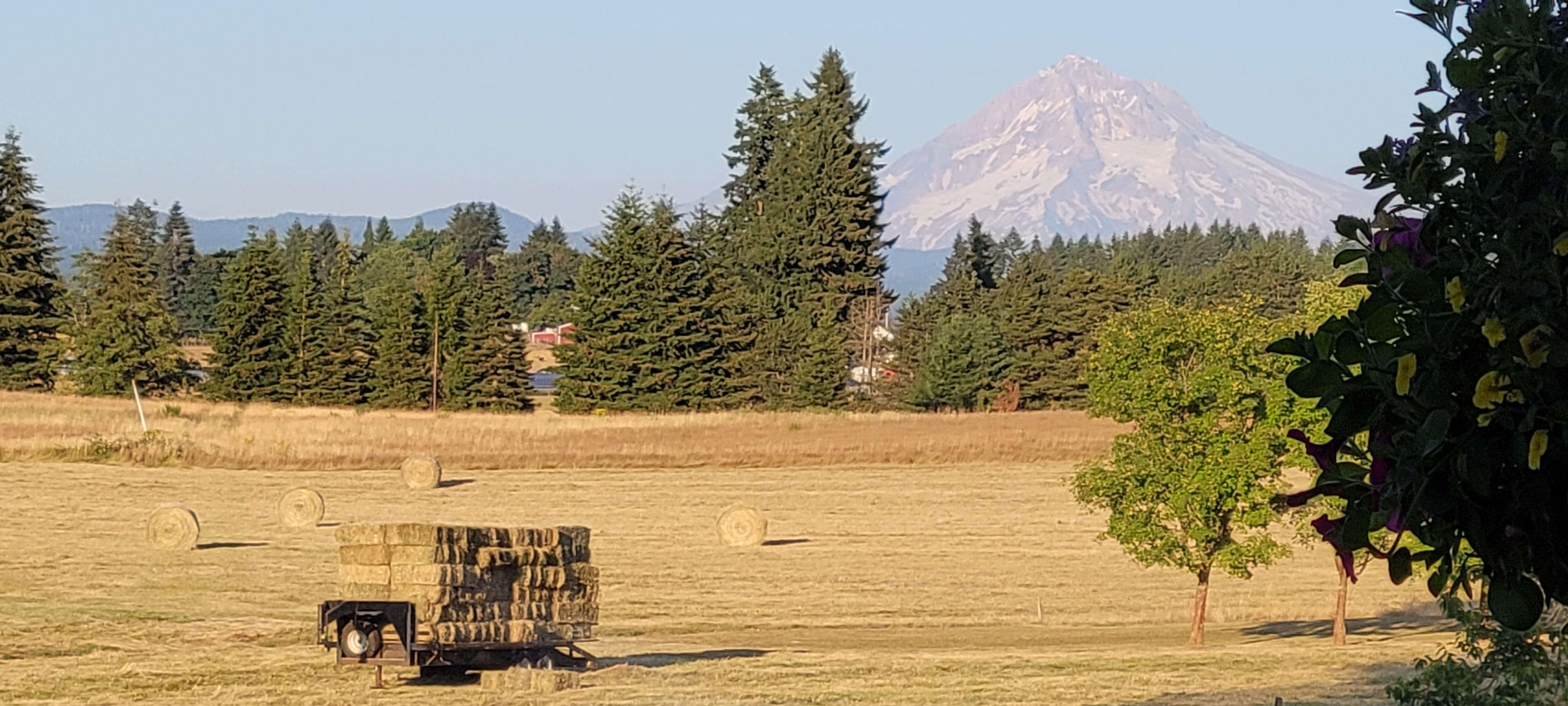 Fresh cut hay from neighbors field