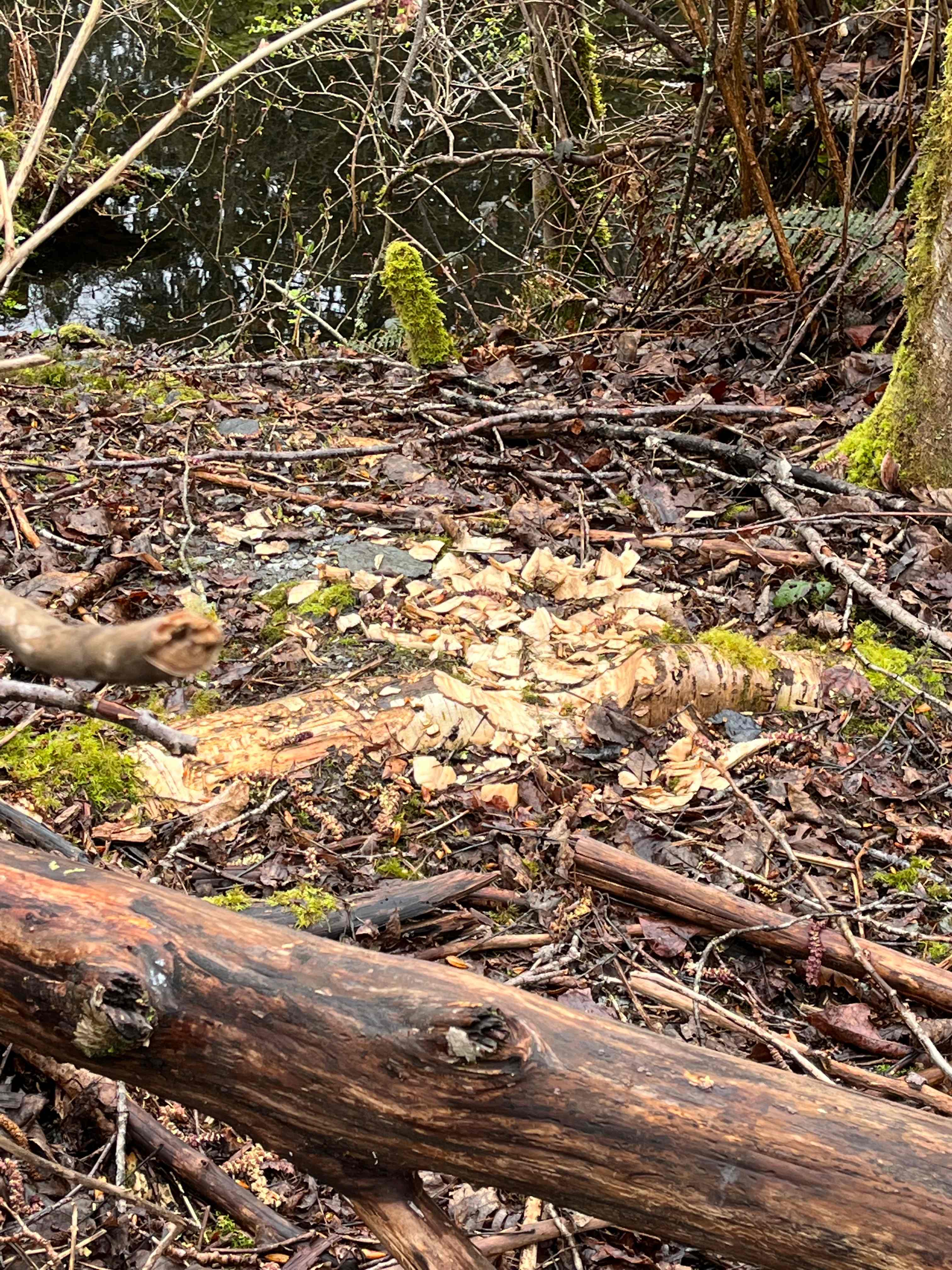 Beaver activity April 2022.