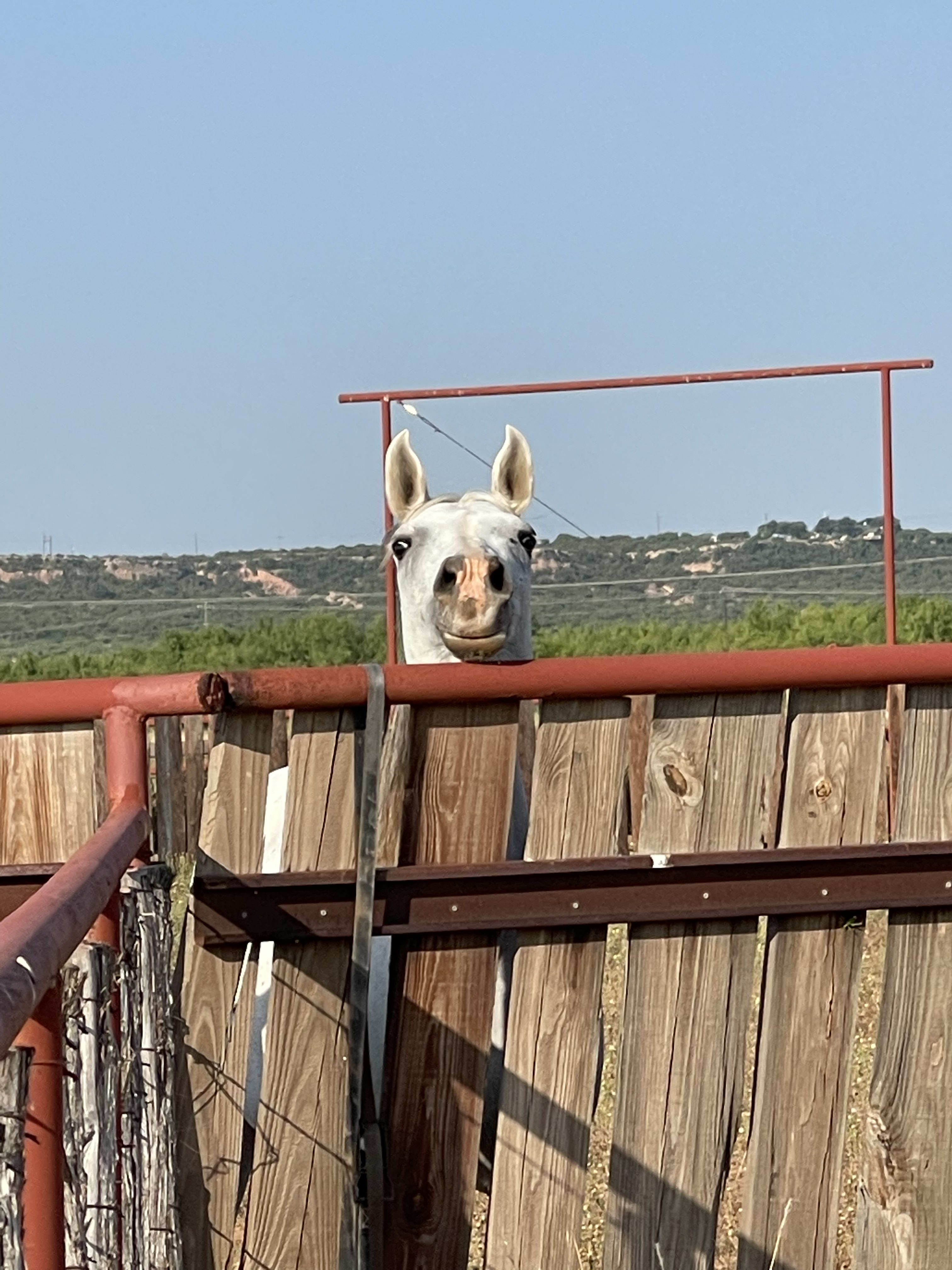 One of our horses, Bambi saying ,”Hi”