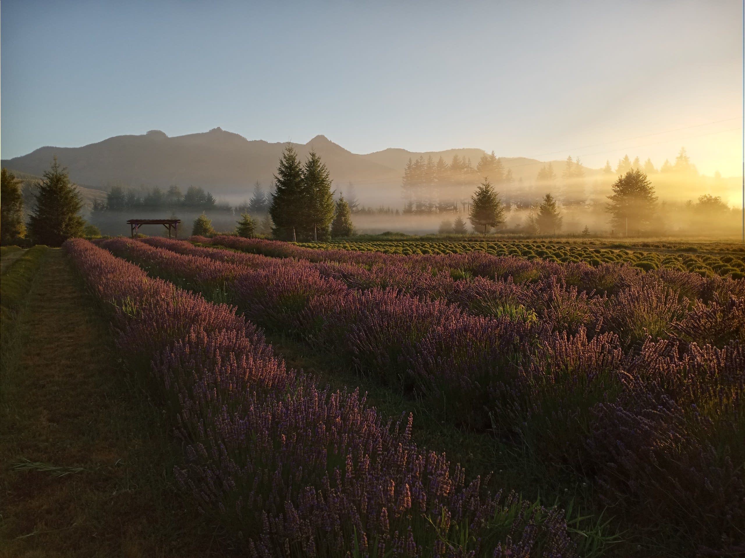 Lavender field on season.