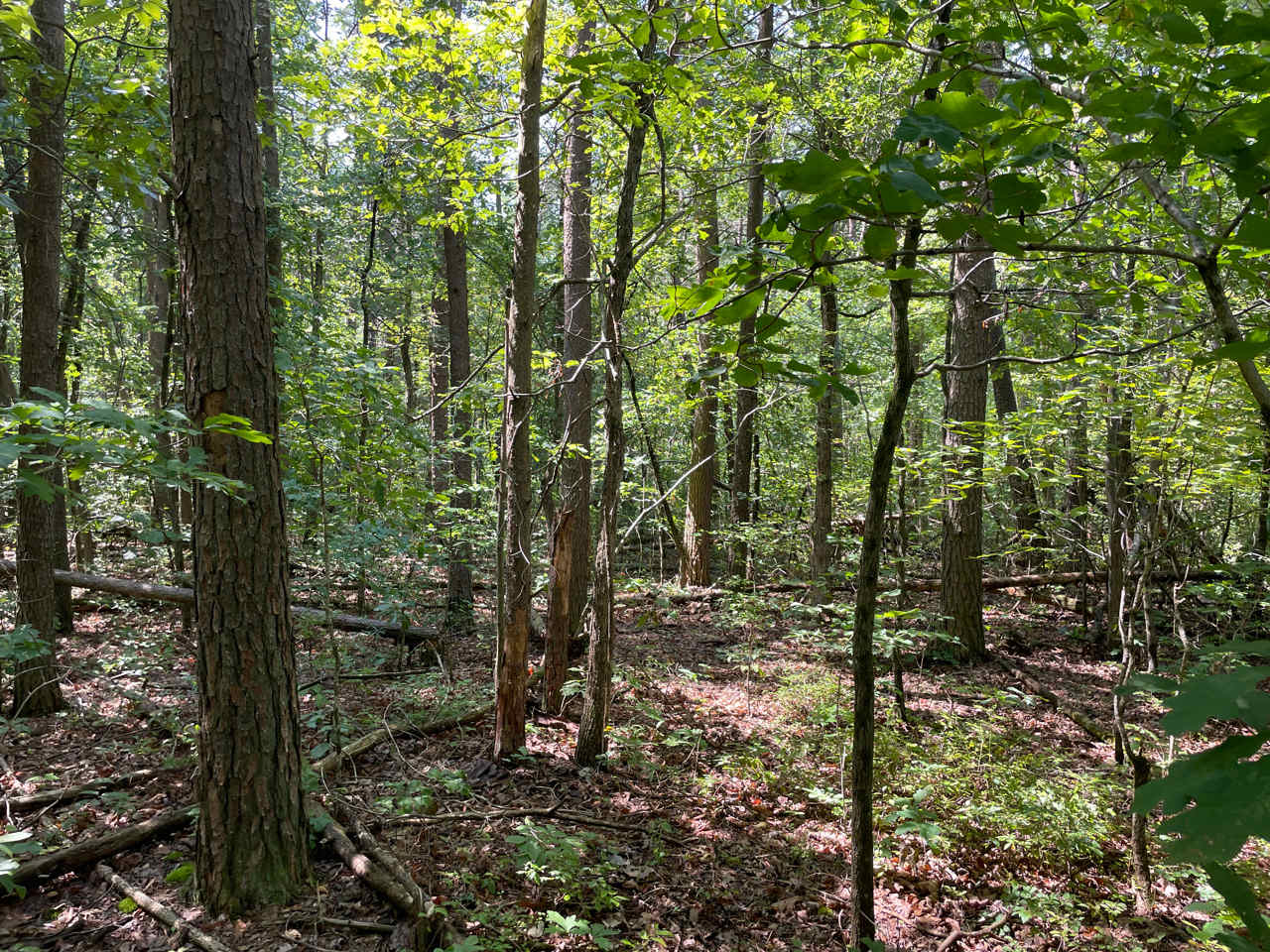 Labyrinth, Trails and Solitude