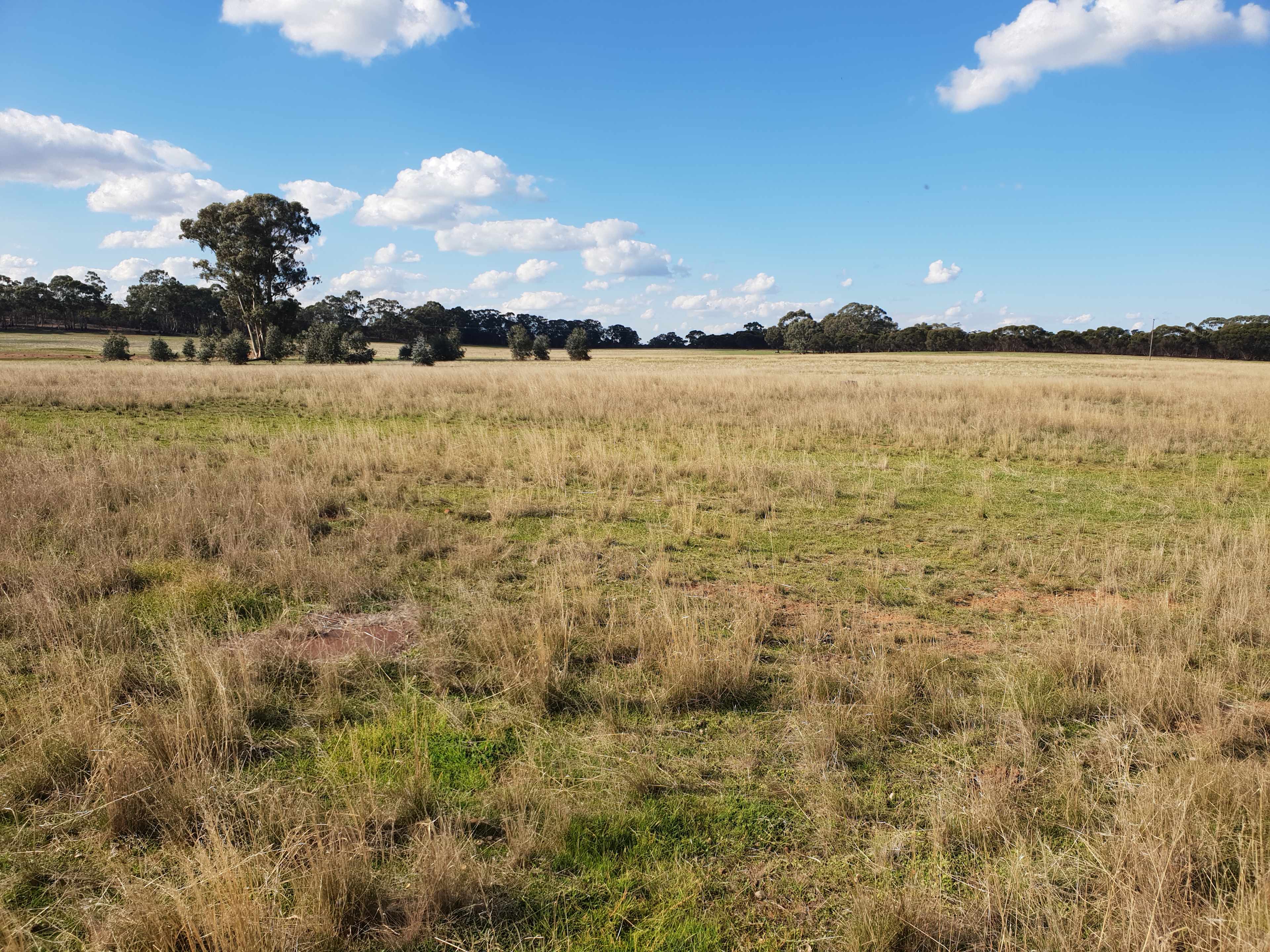 Sebastian Grasslands