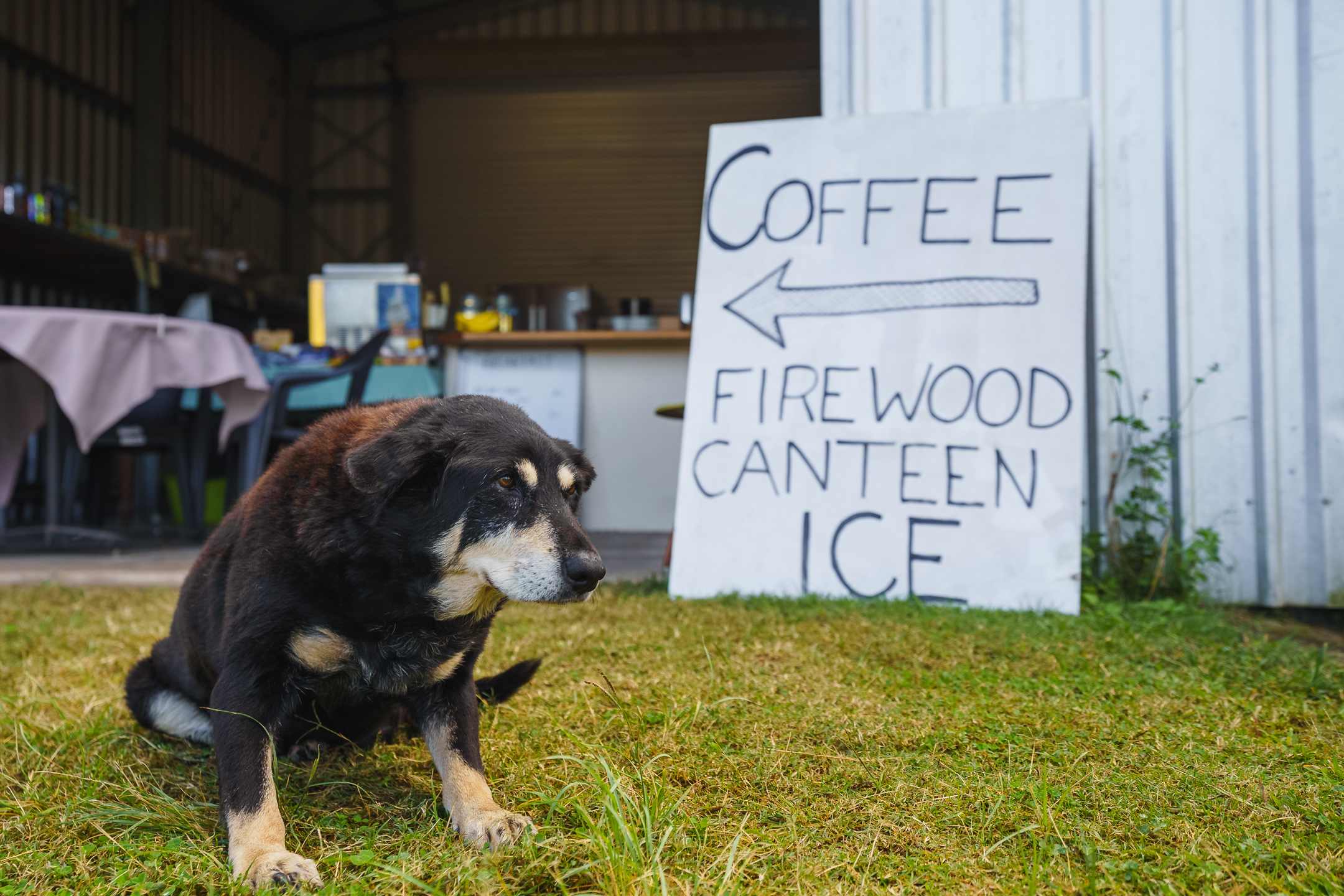 A small canteent is available for both HipCampers and Equestrian folk. Accompanied by Trish's 22 year-old dog of course! 
Instagram: @jarodimaged