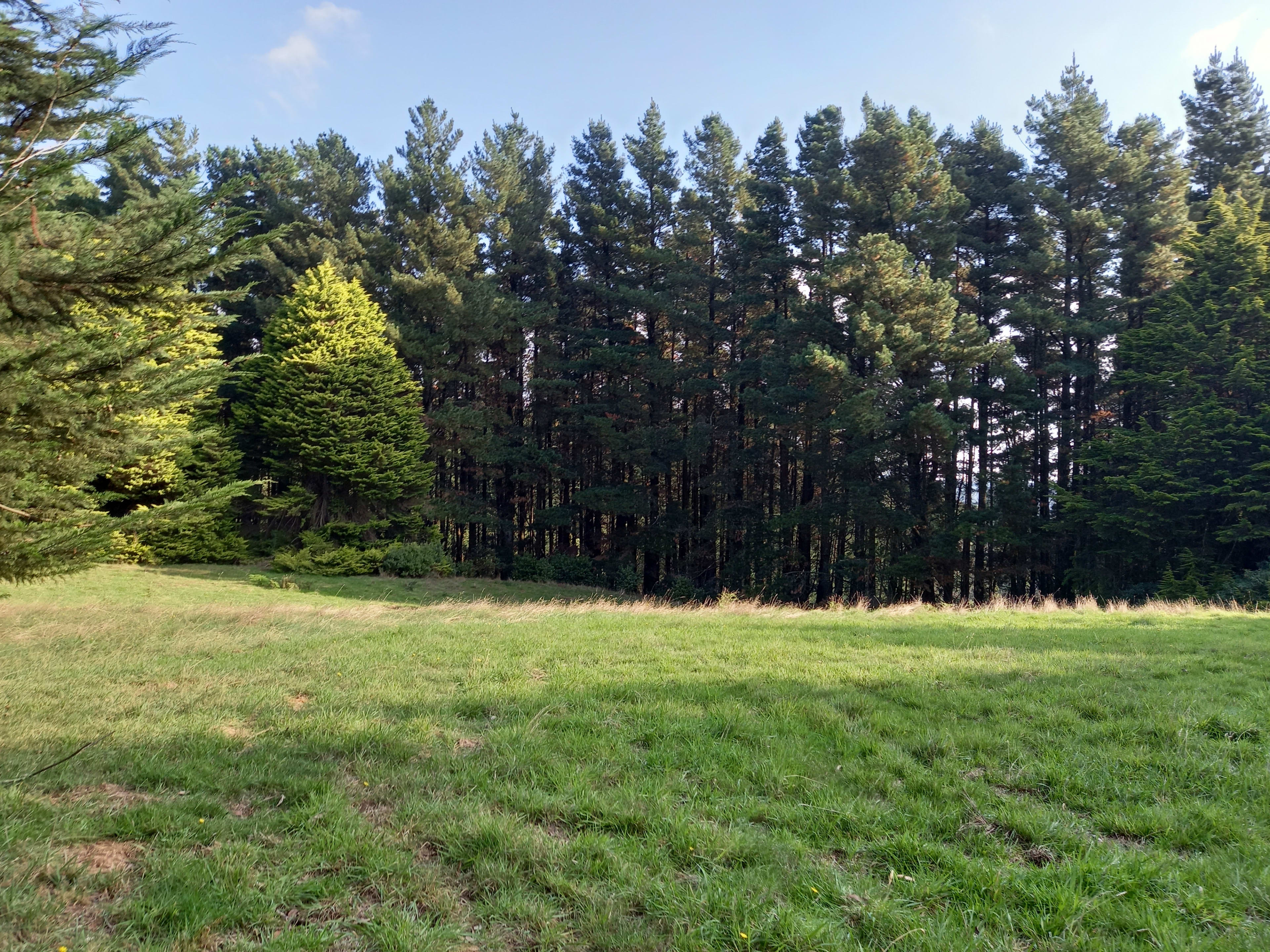 Front Pine Forest & Paddock