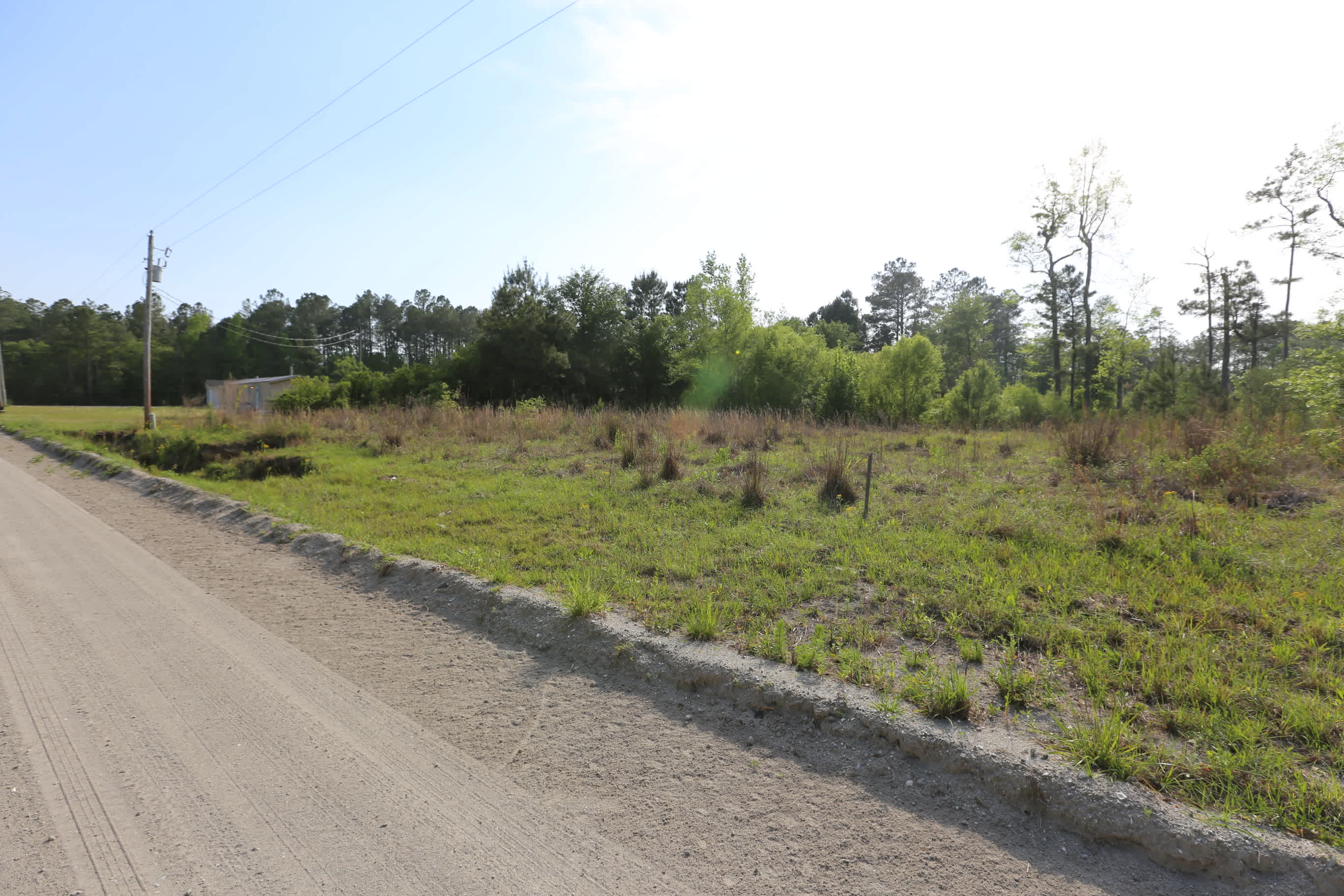 Tall Grass and Pines