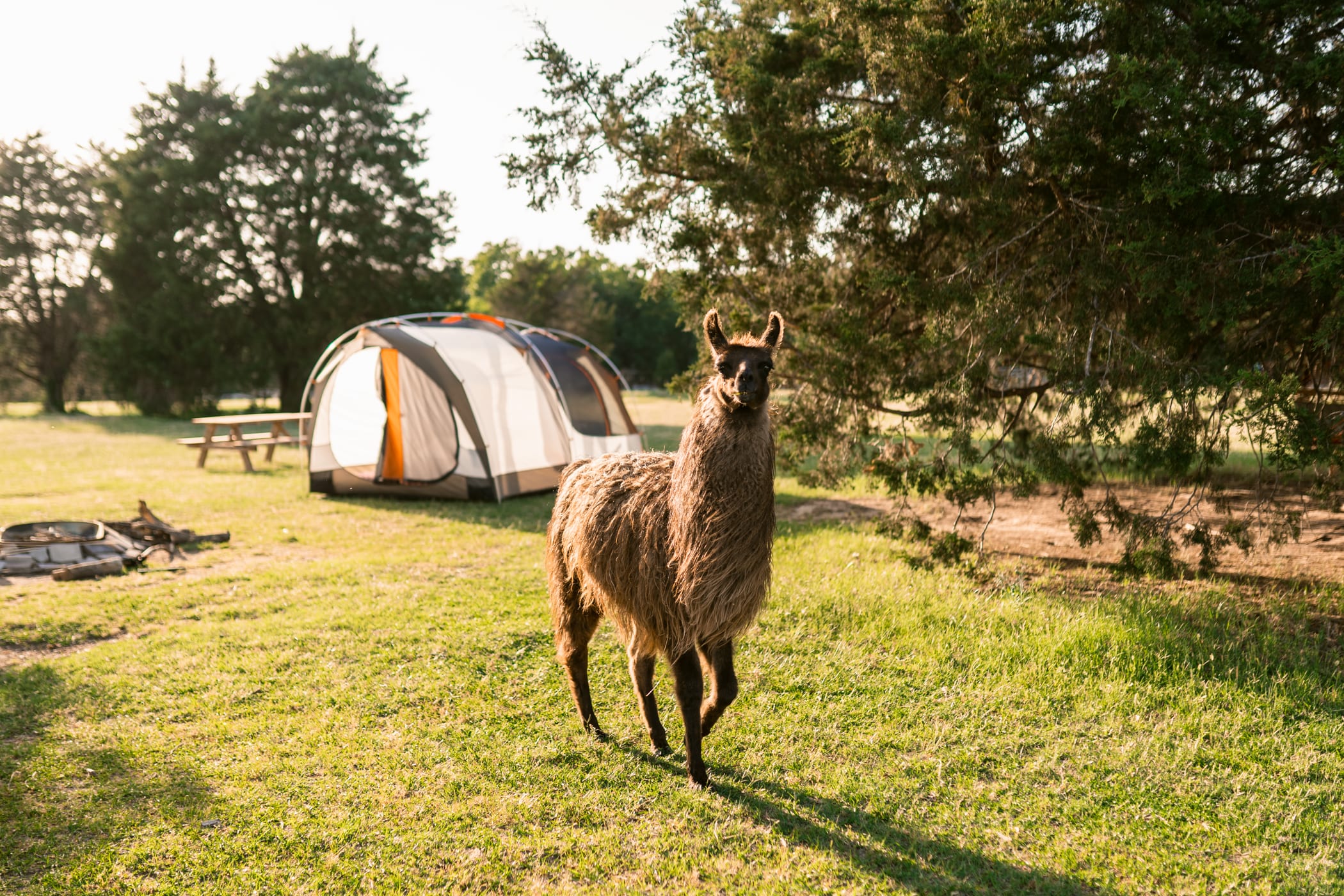 Llamas around camp 24/7 - A dream come true!