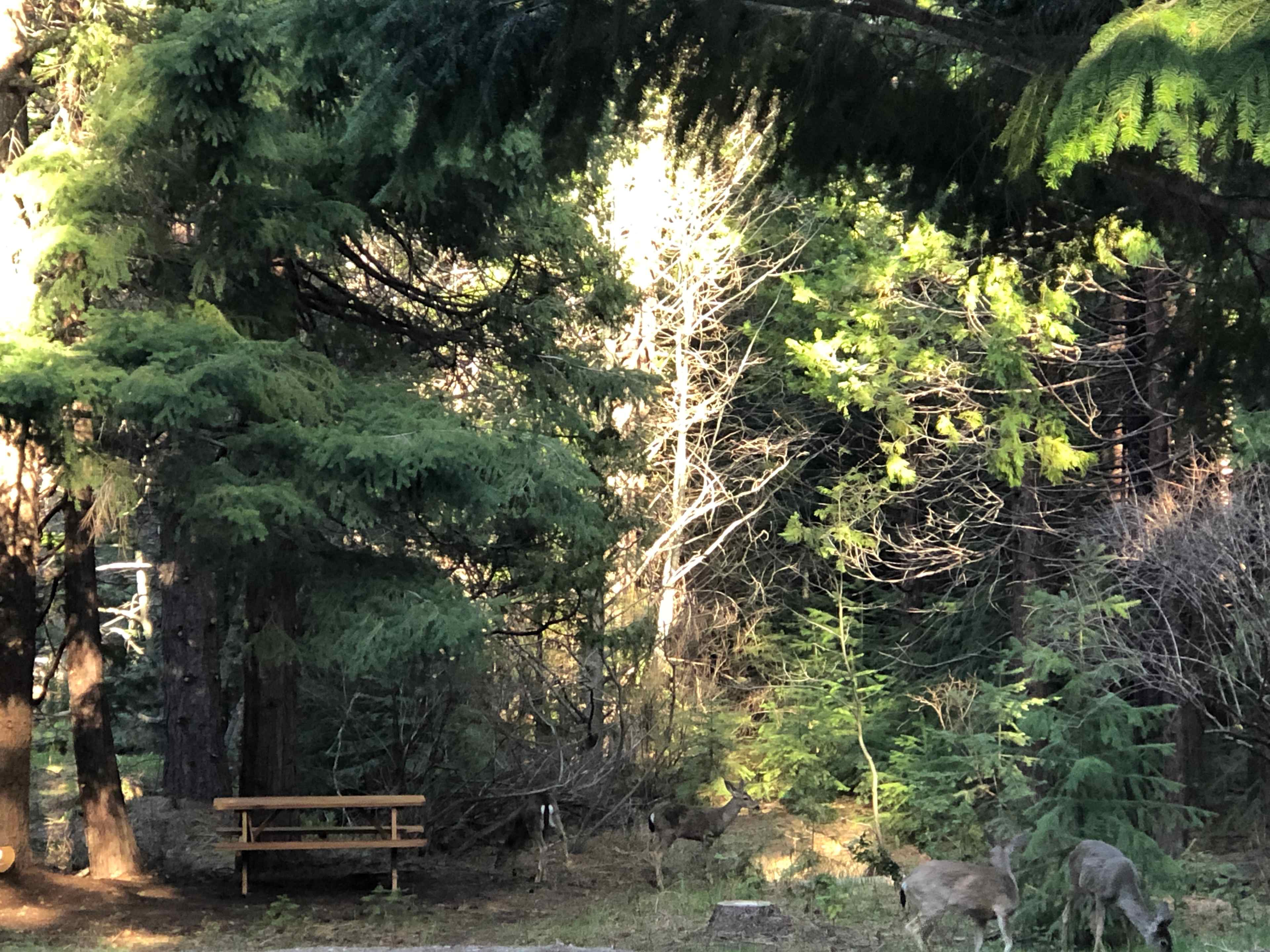 Site 2, by the meadow, near the creek.