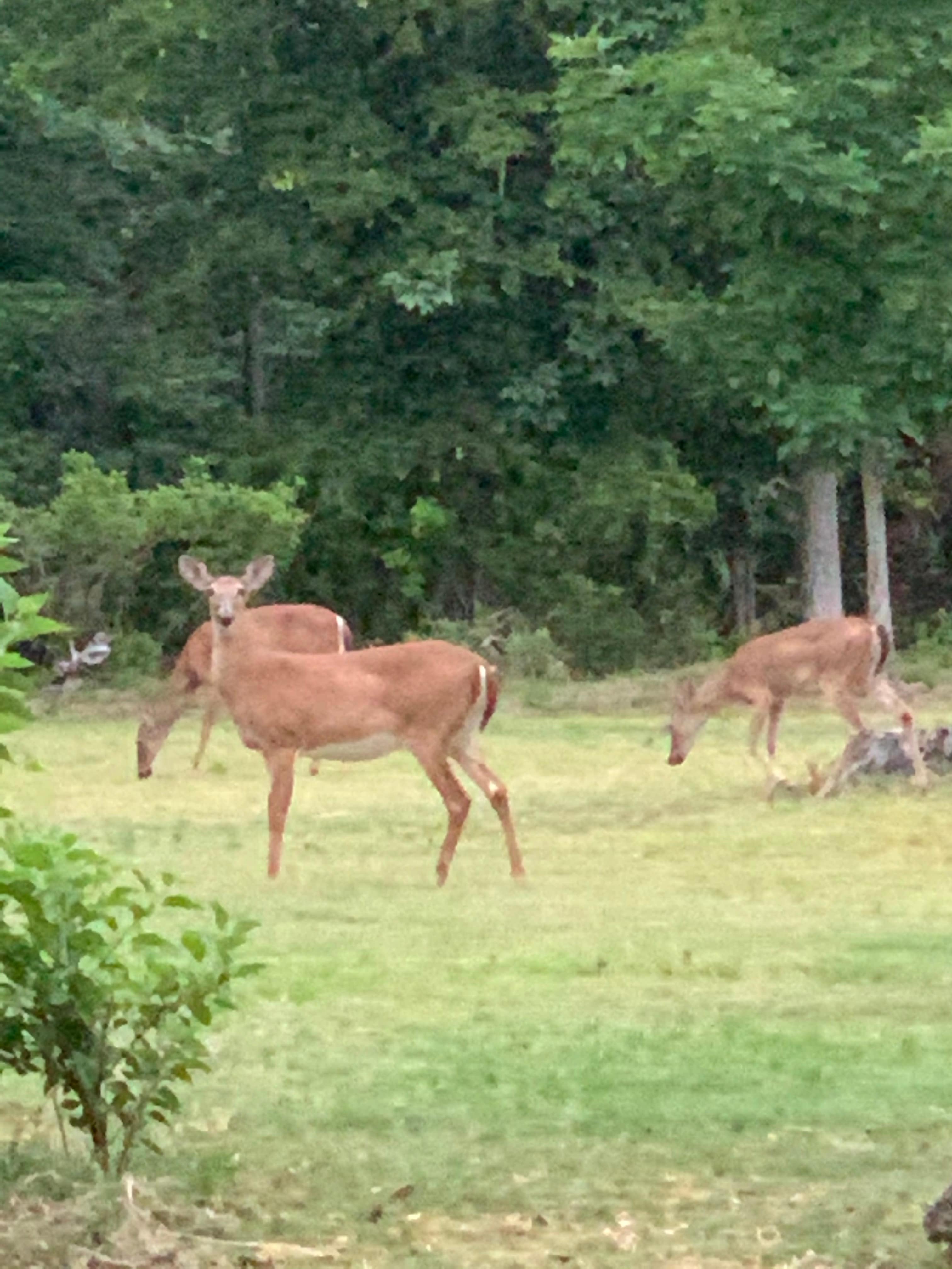 Deer graze just outside of the yard morning and evening. 