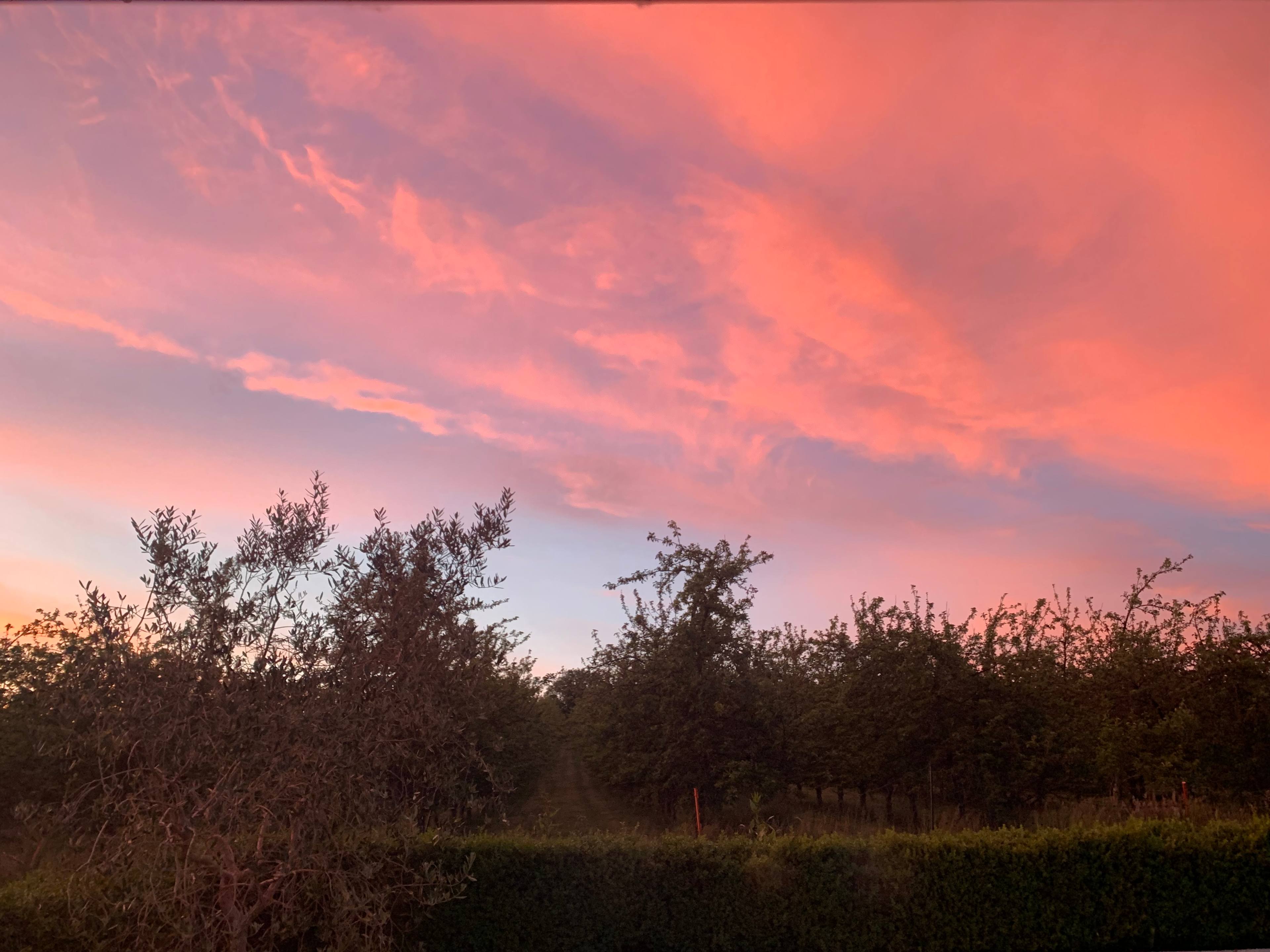 Bowhayes Farm - Glamping & Camping