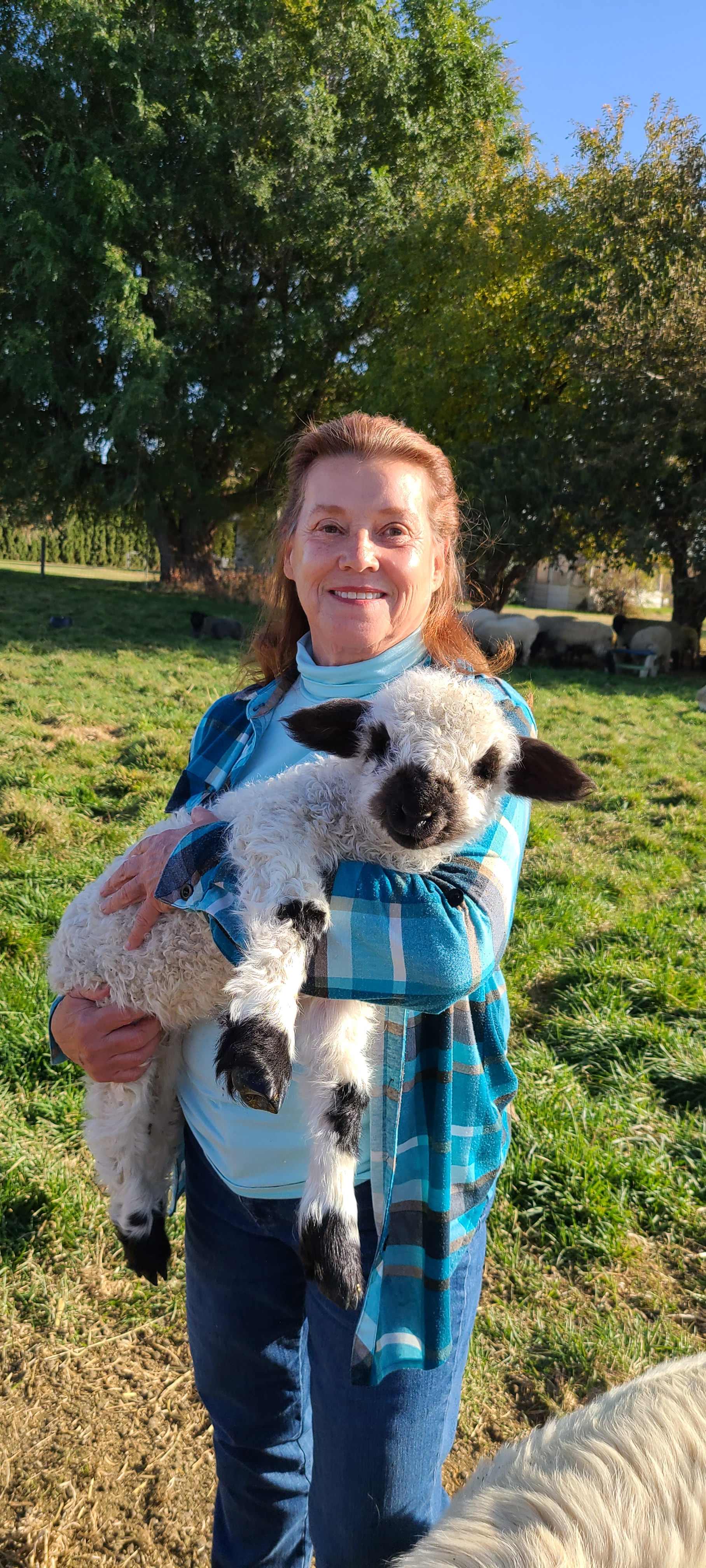 Valais Black Nose Sheep over the top cute and friendly.