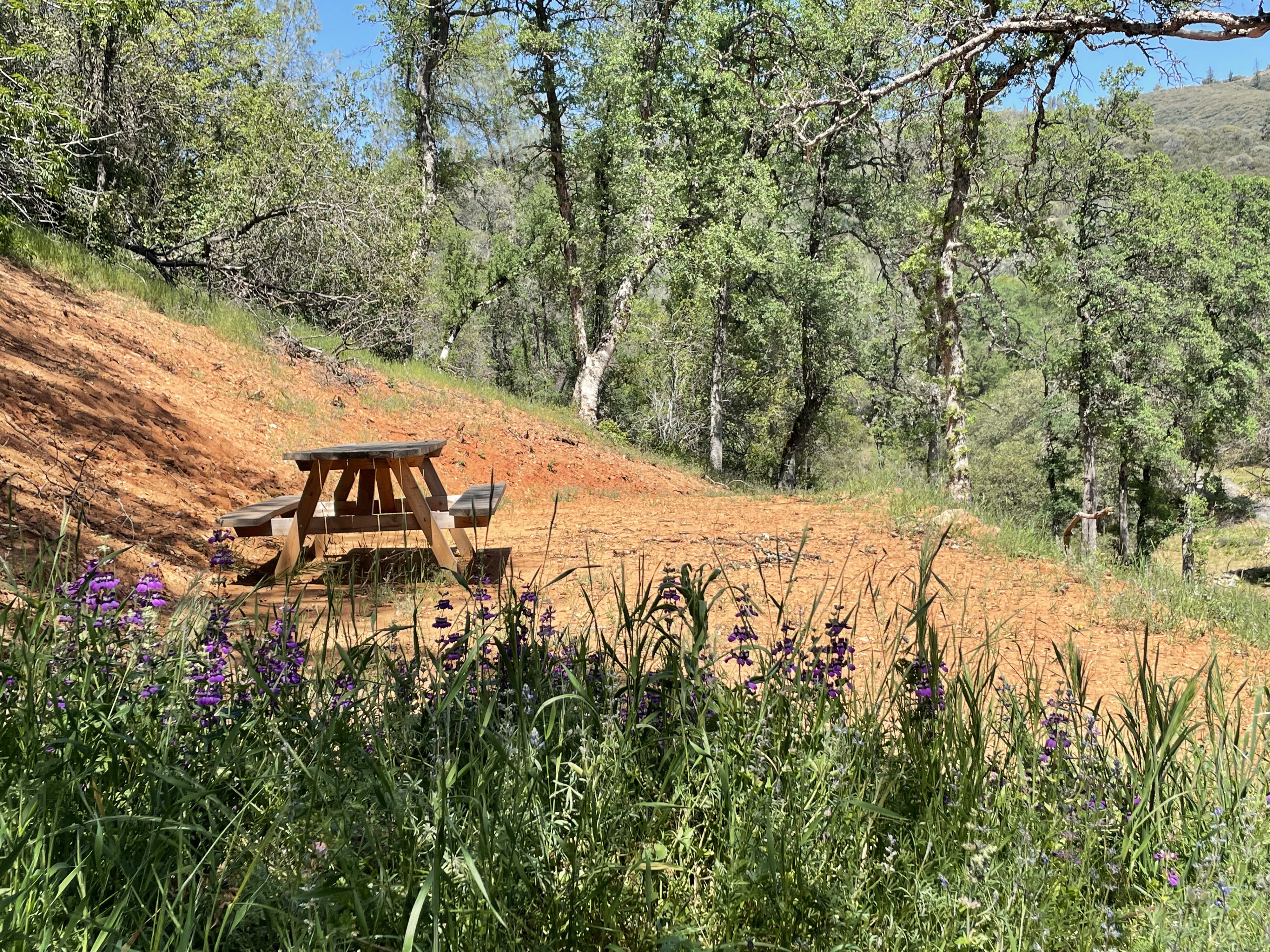 Sierra View amidst the wildflowers in springtime.