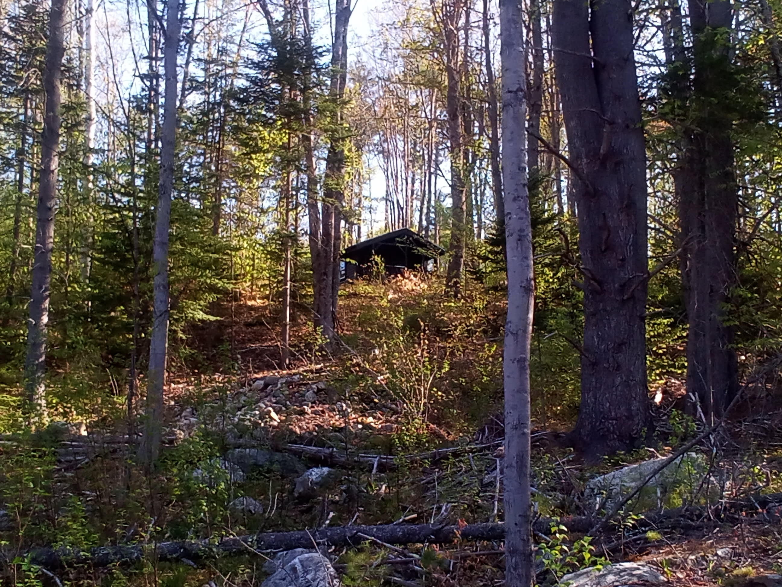 Bear cabin sitting on the hill