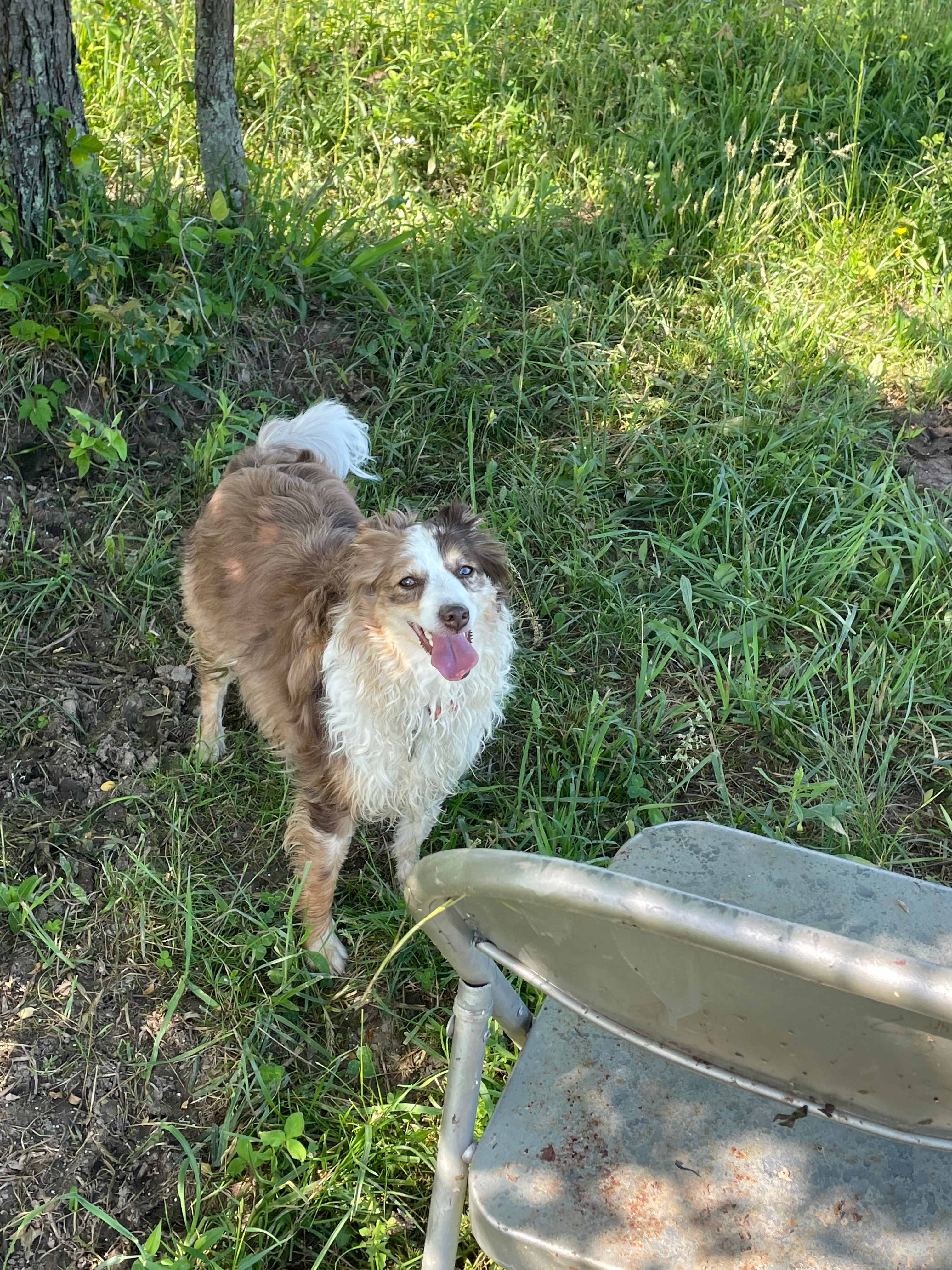 Dog approved