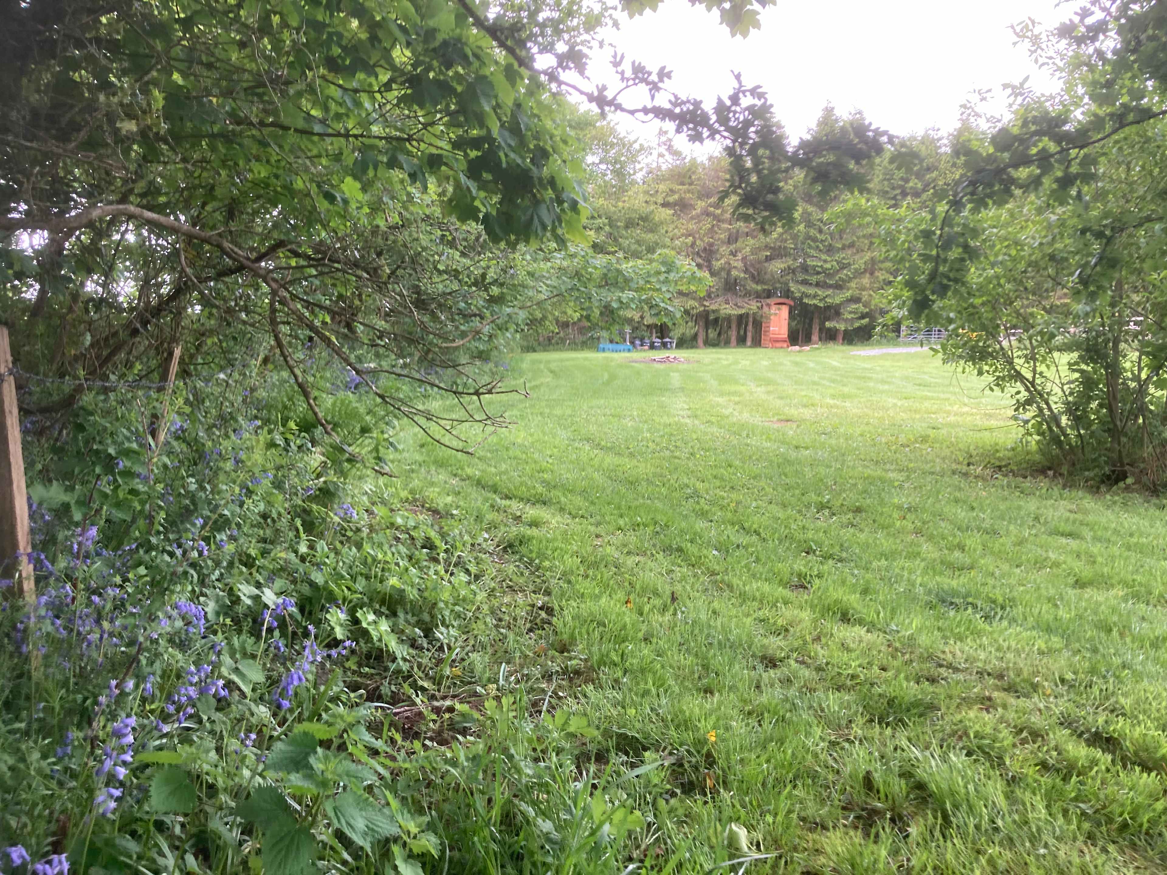 Bluebells in the spring