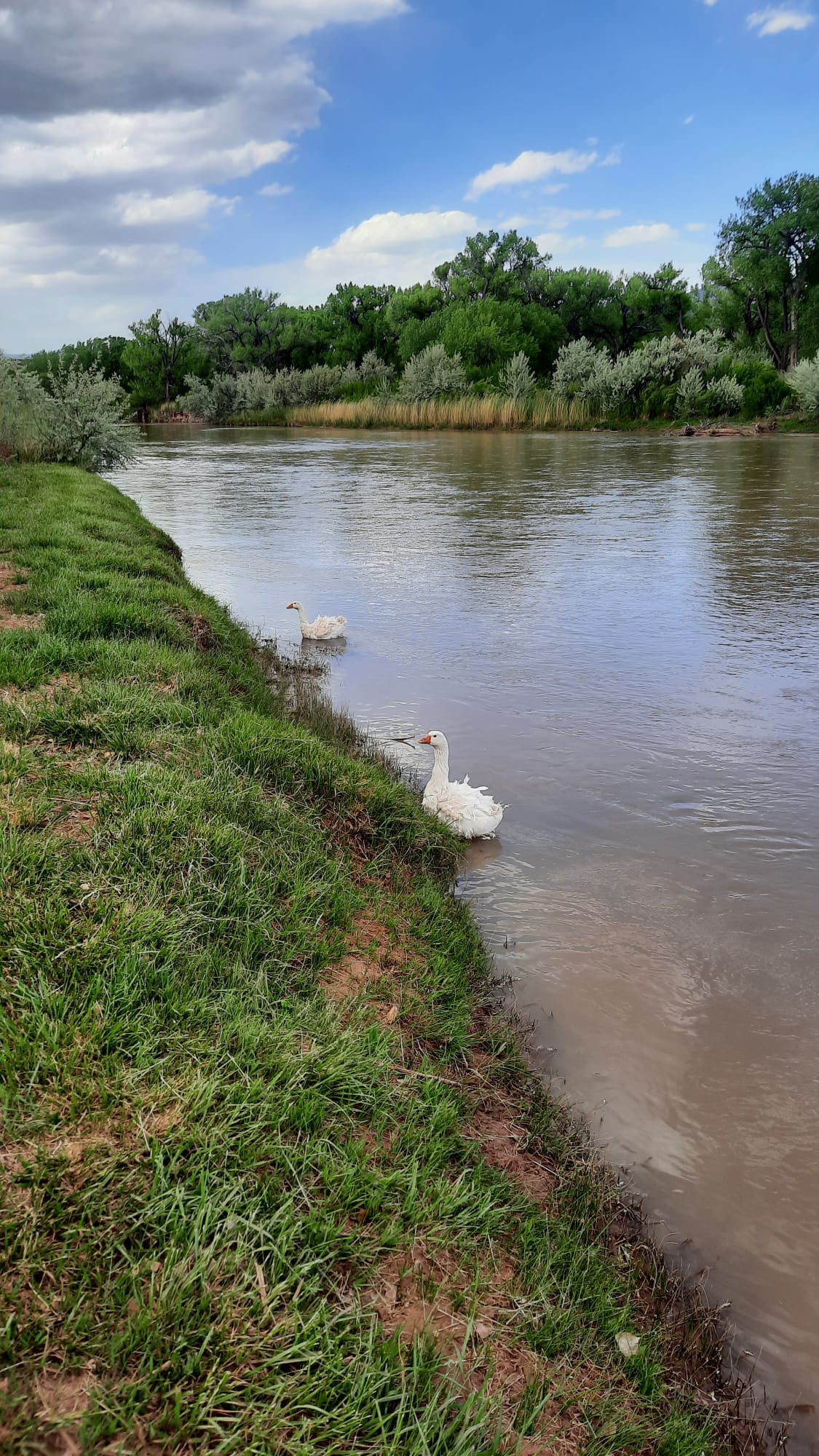 The Chama River.  Our domestic geese as well as many wild birds and animals visit this paradise.