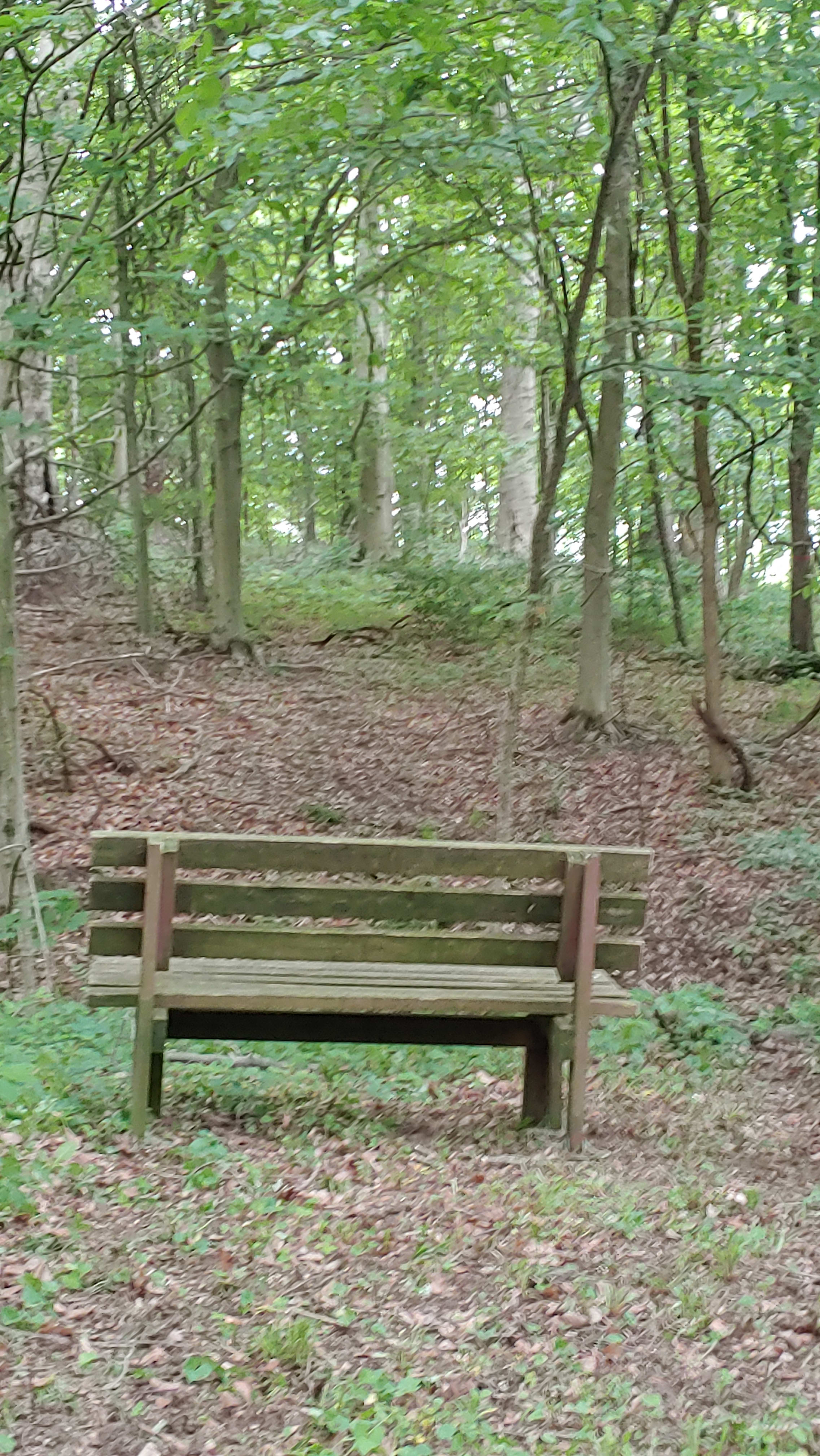Catch your breath after hiking to back of woods. Sit and enjoy the view of the mature beech and oak woods.
